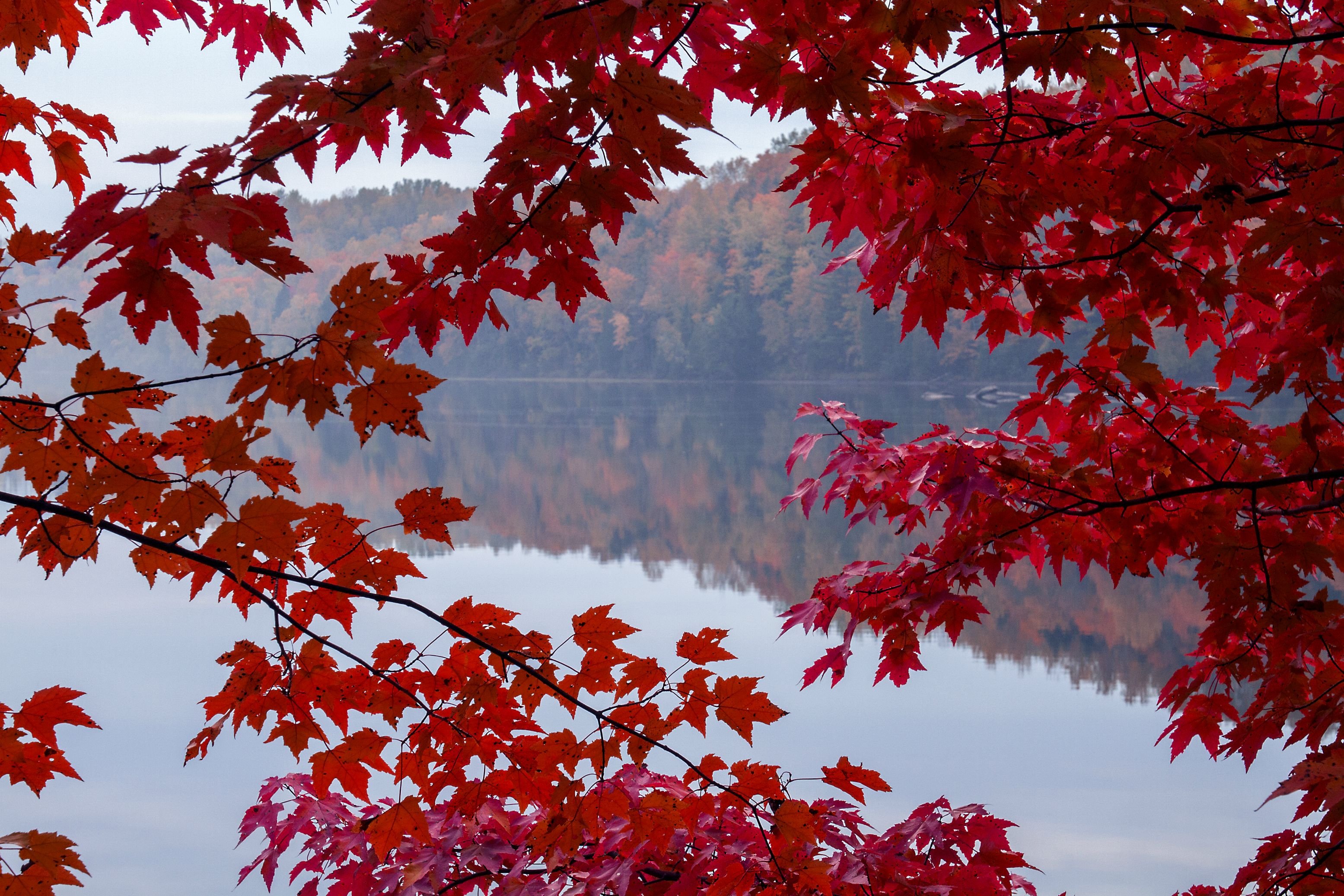 Japanese Maple Wallpapers