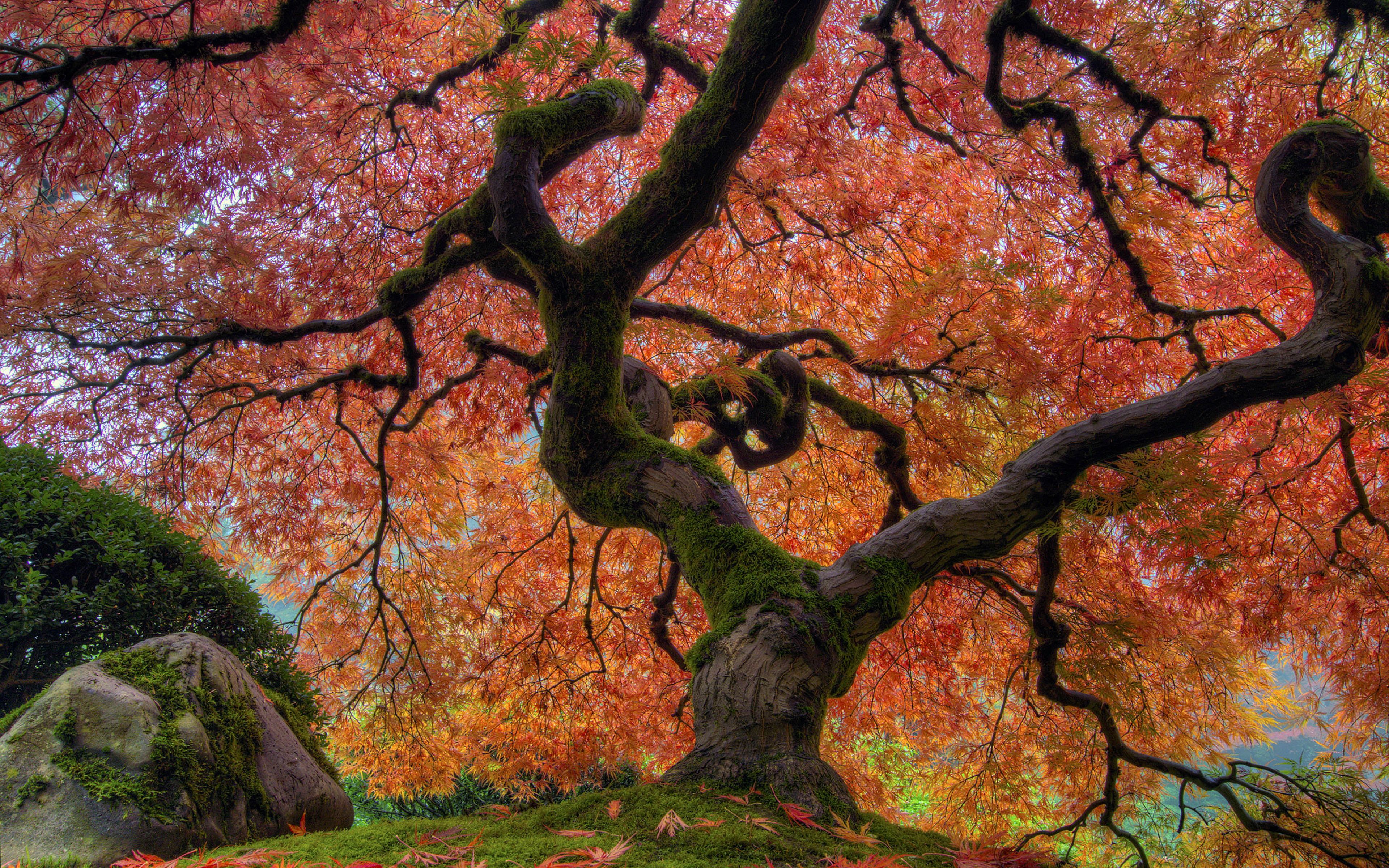 Japanese Maple Wallpapers