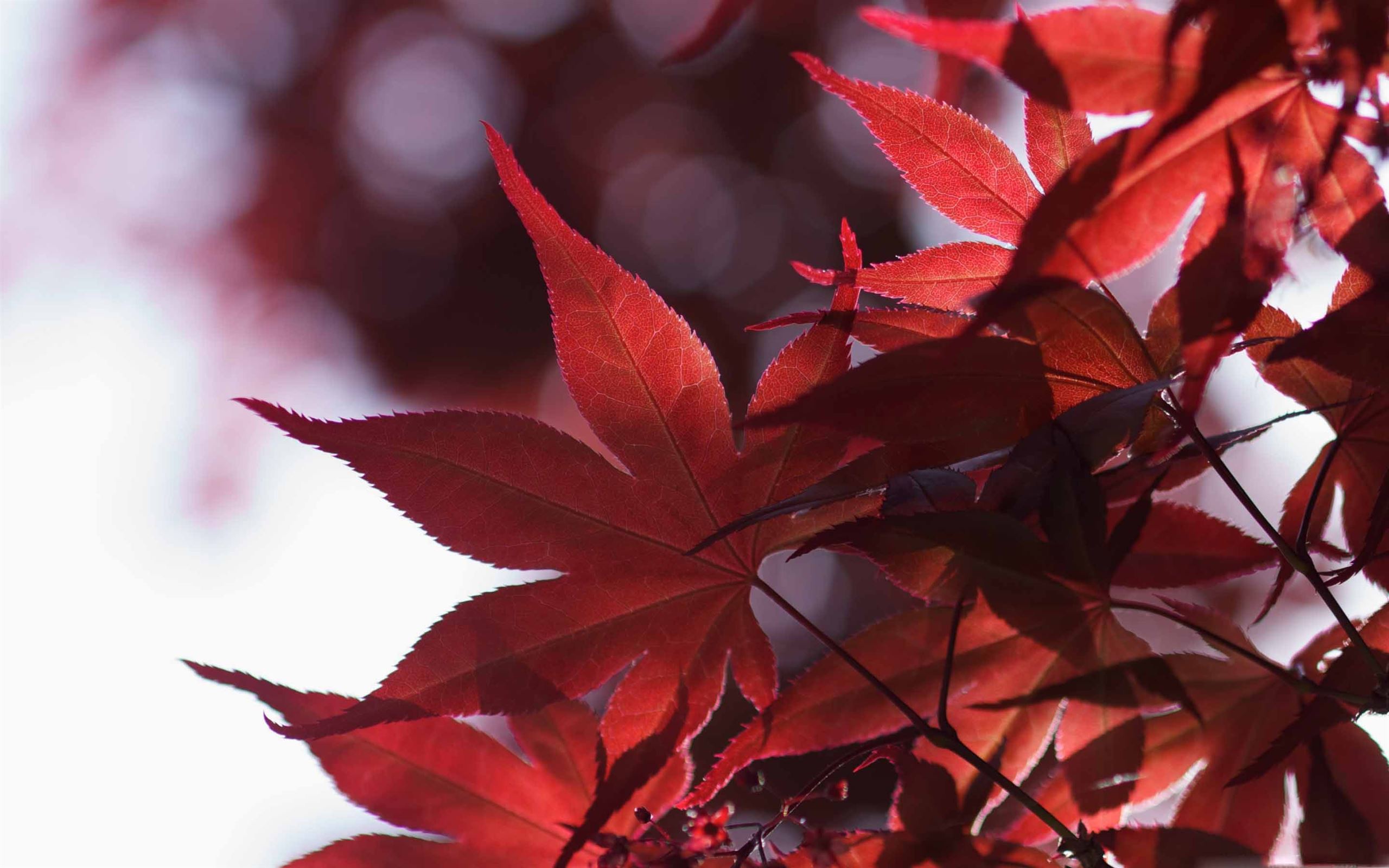 Japanese Maple Wallpapers