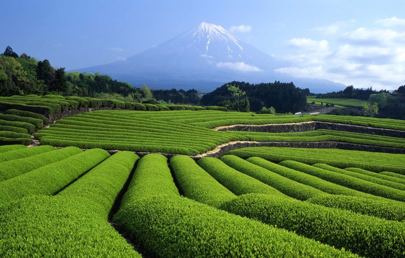 Japanese Tea Garden Wallpapers