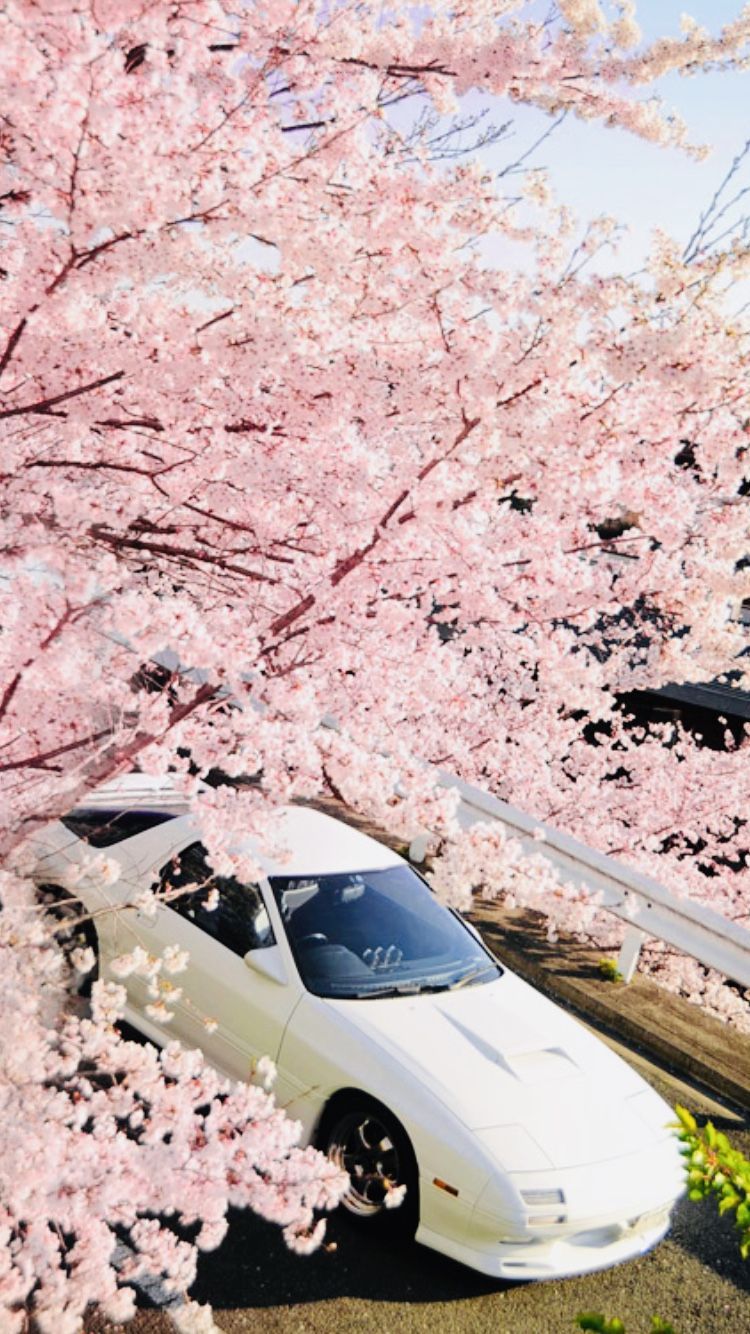 Jdm Cherry Blossom Wallpapers