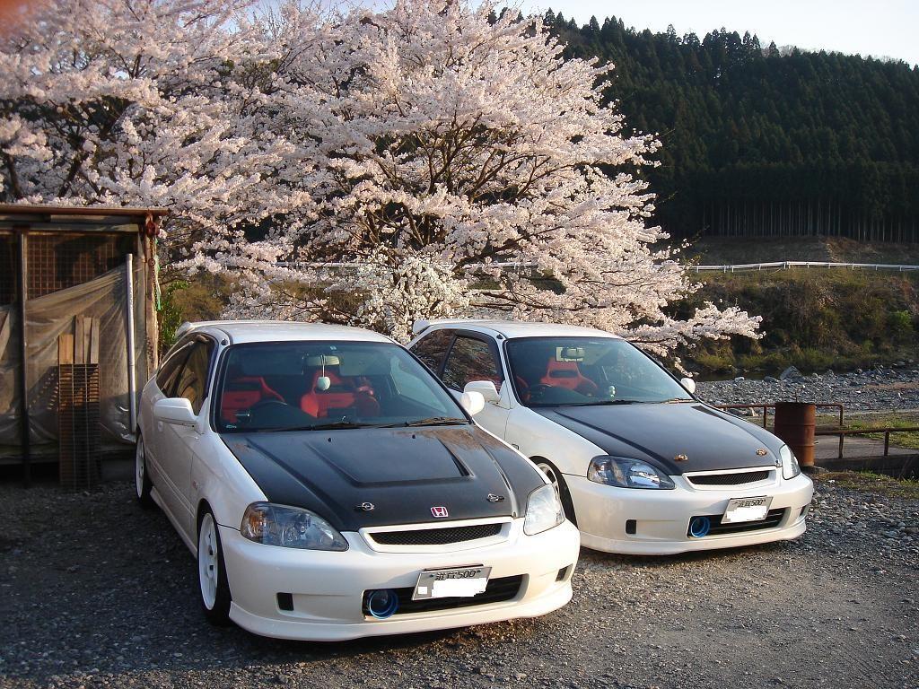 Jdm Cherry Blossom Wallpapers