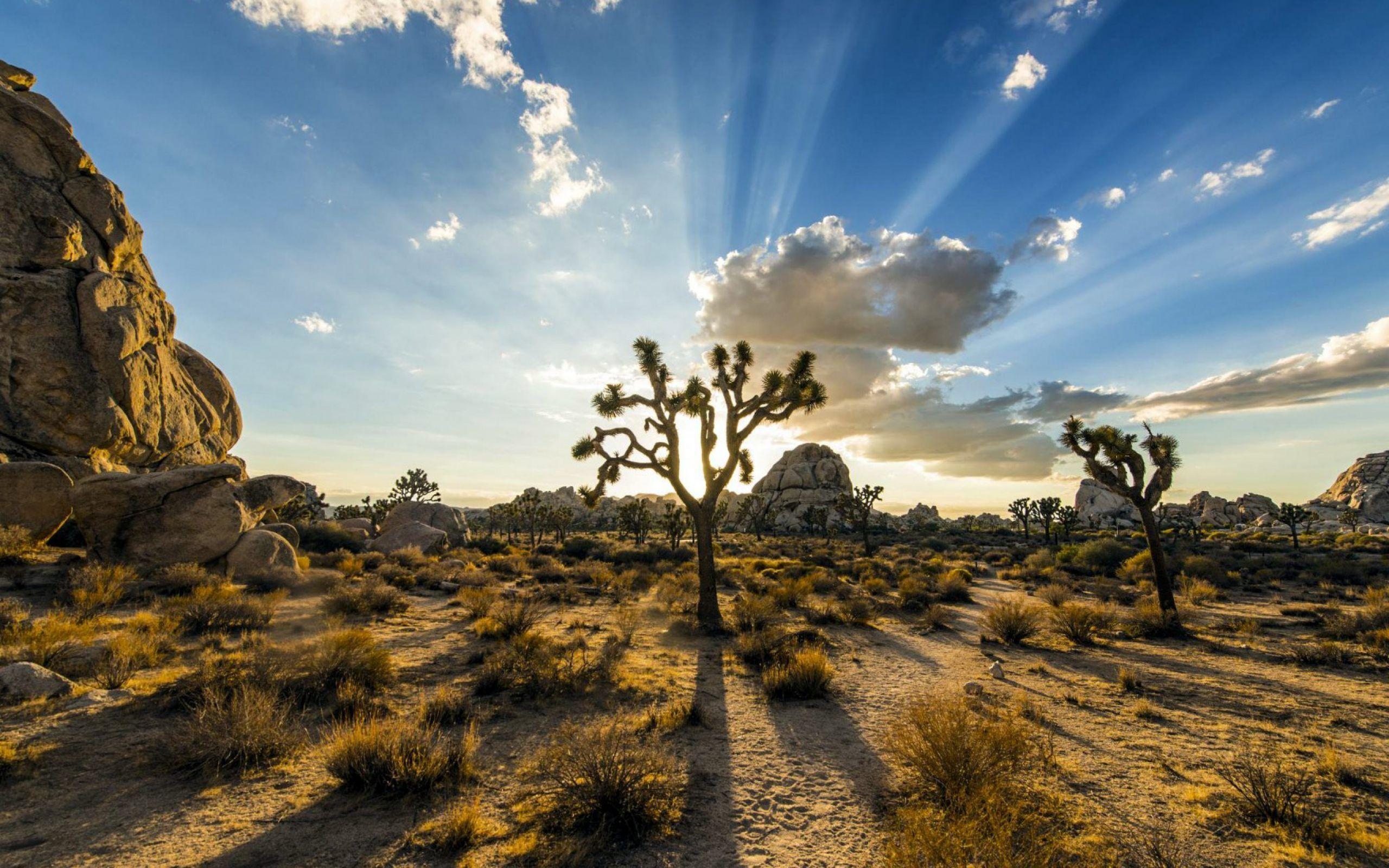 Joshua Tree Wallpapers