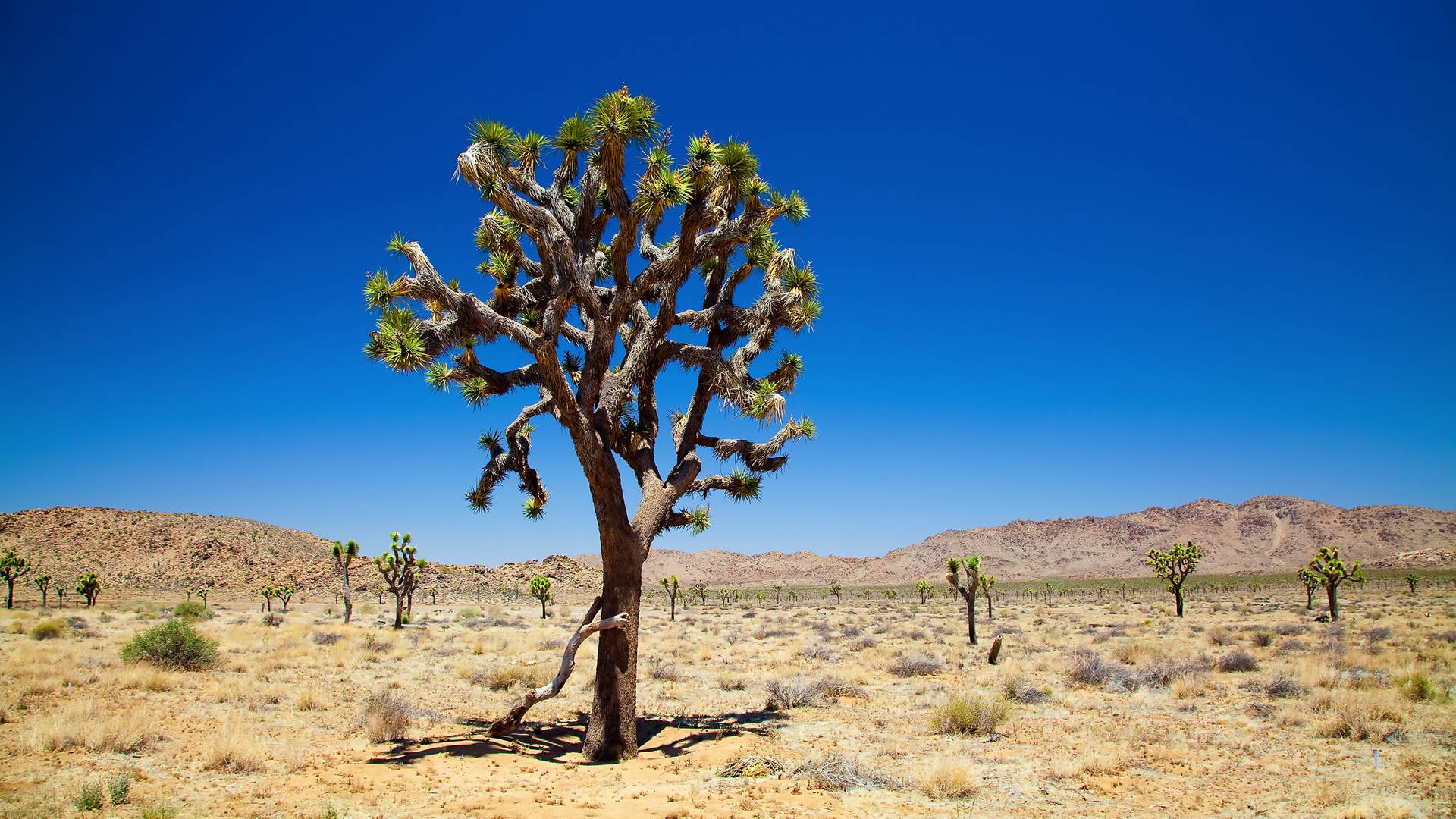 Joshua Tree Wallpapers