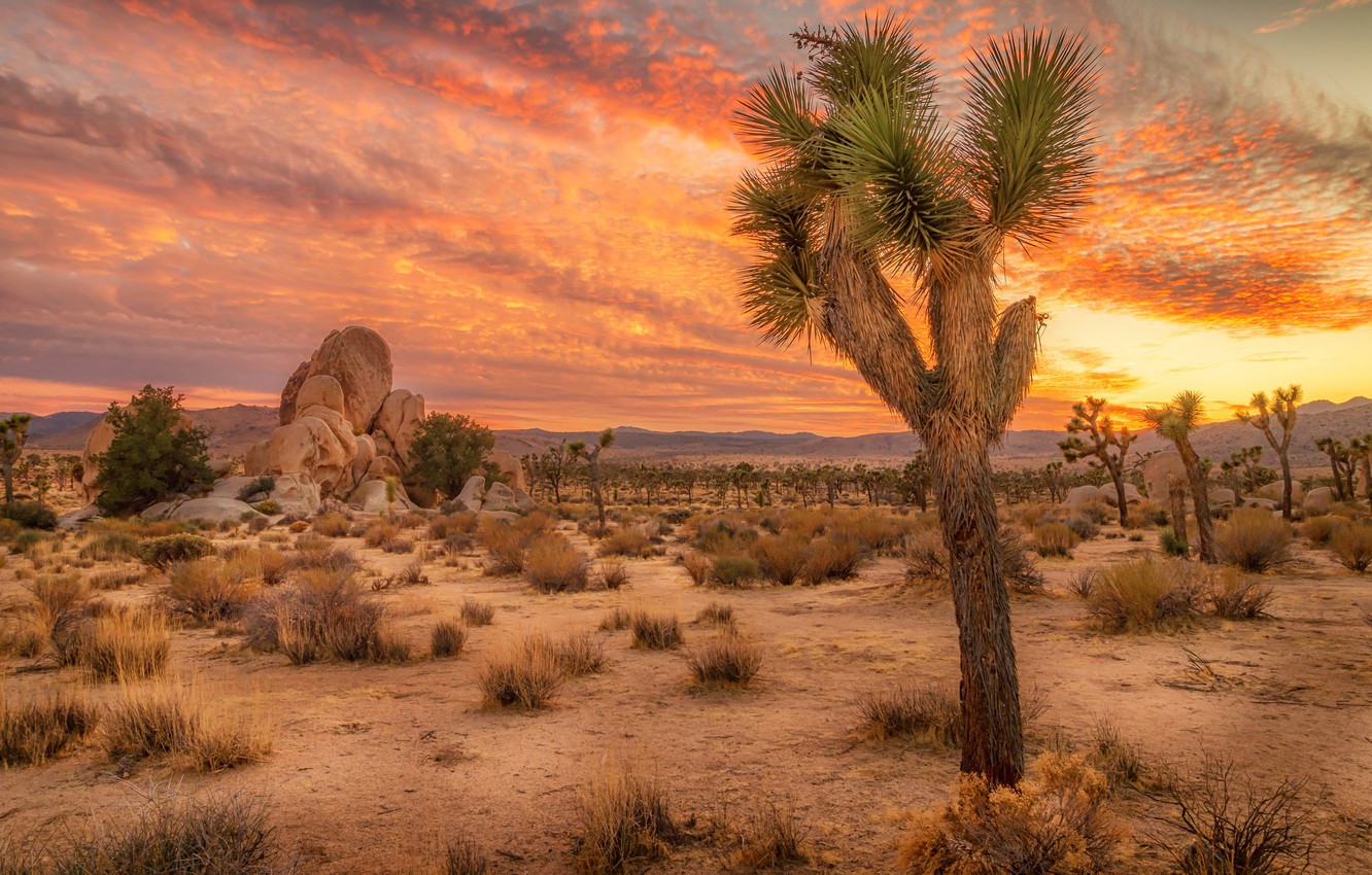 Joshua Tree Wallpapers