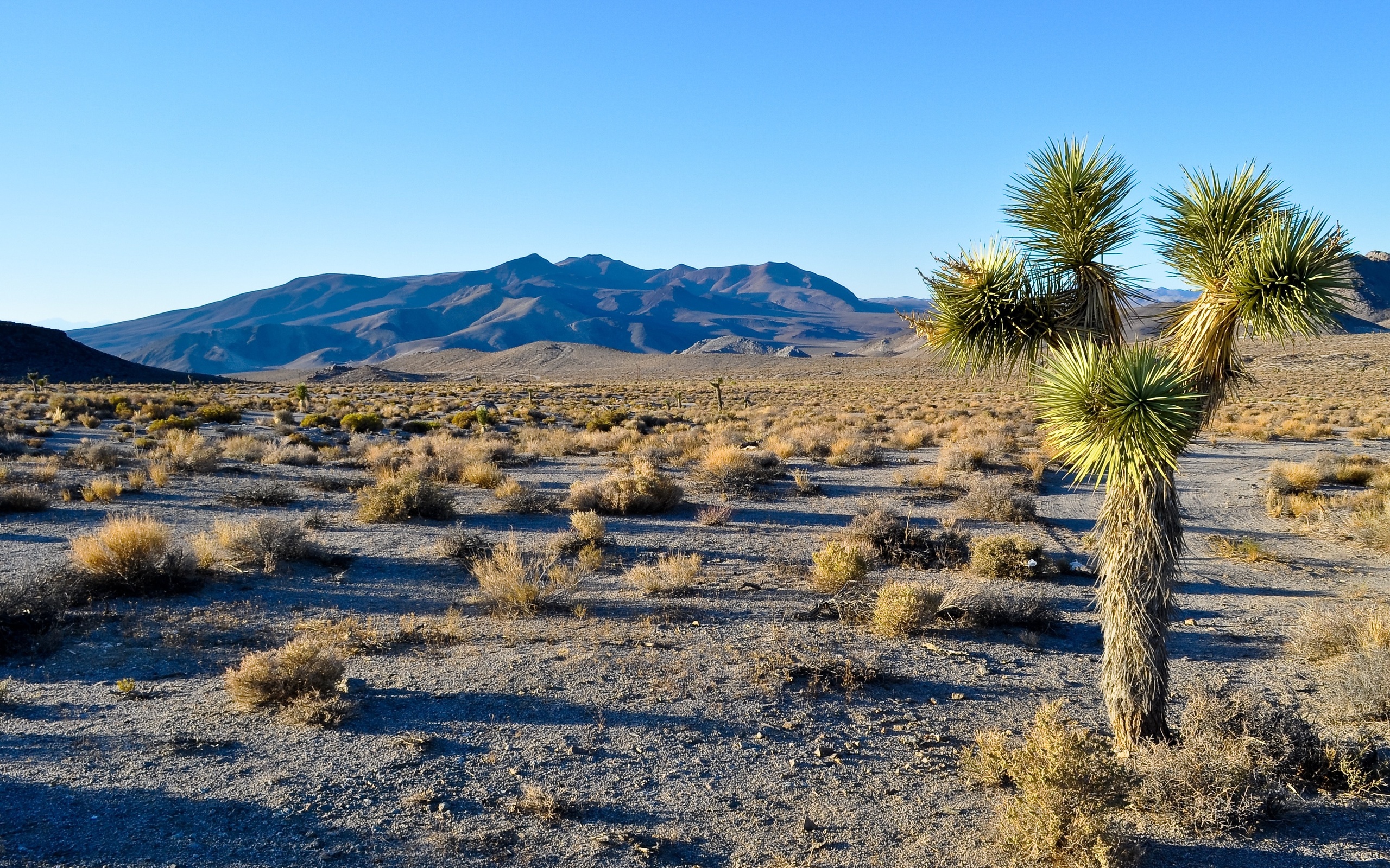 Joshua Tree Wallpapers