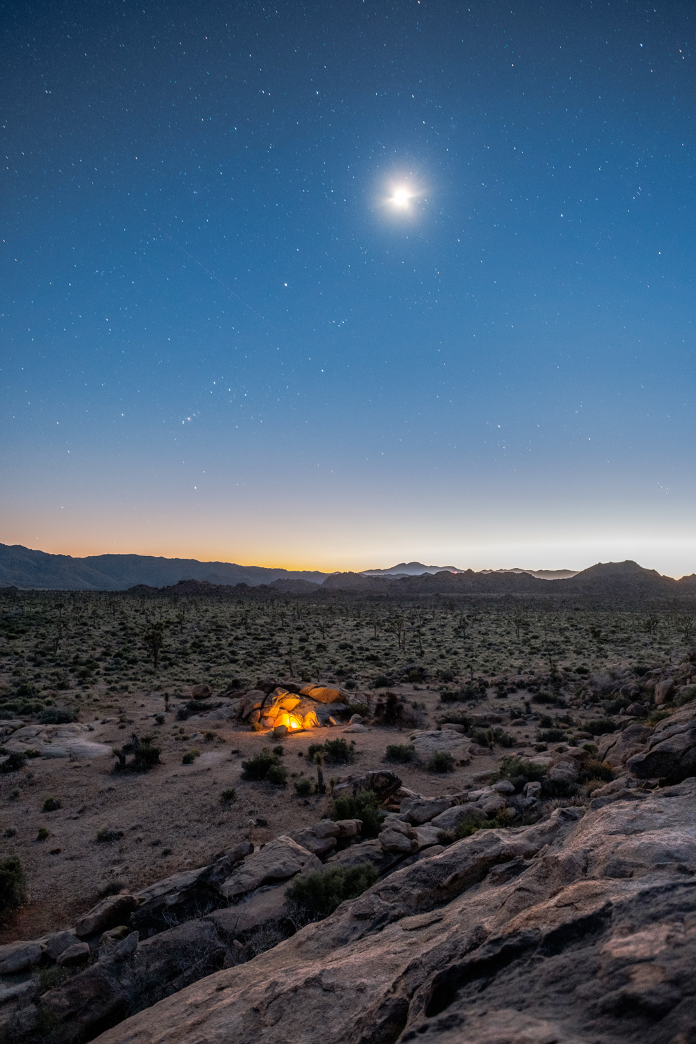 Joshua Tree Wallpapers