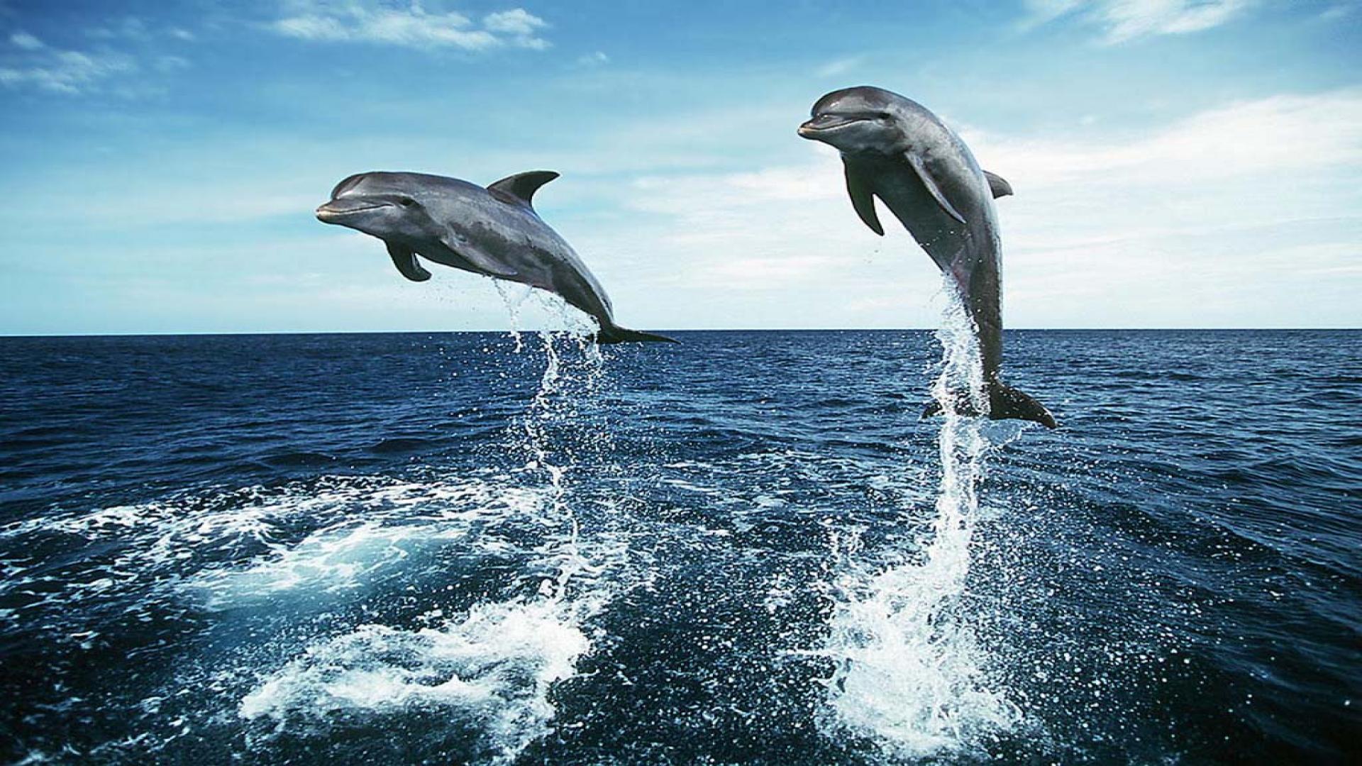 Jumping Dolphin Wallpapers