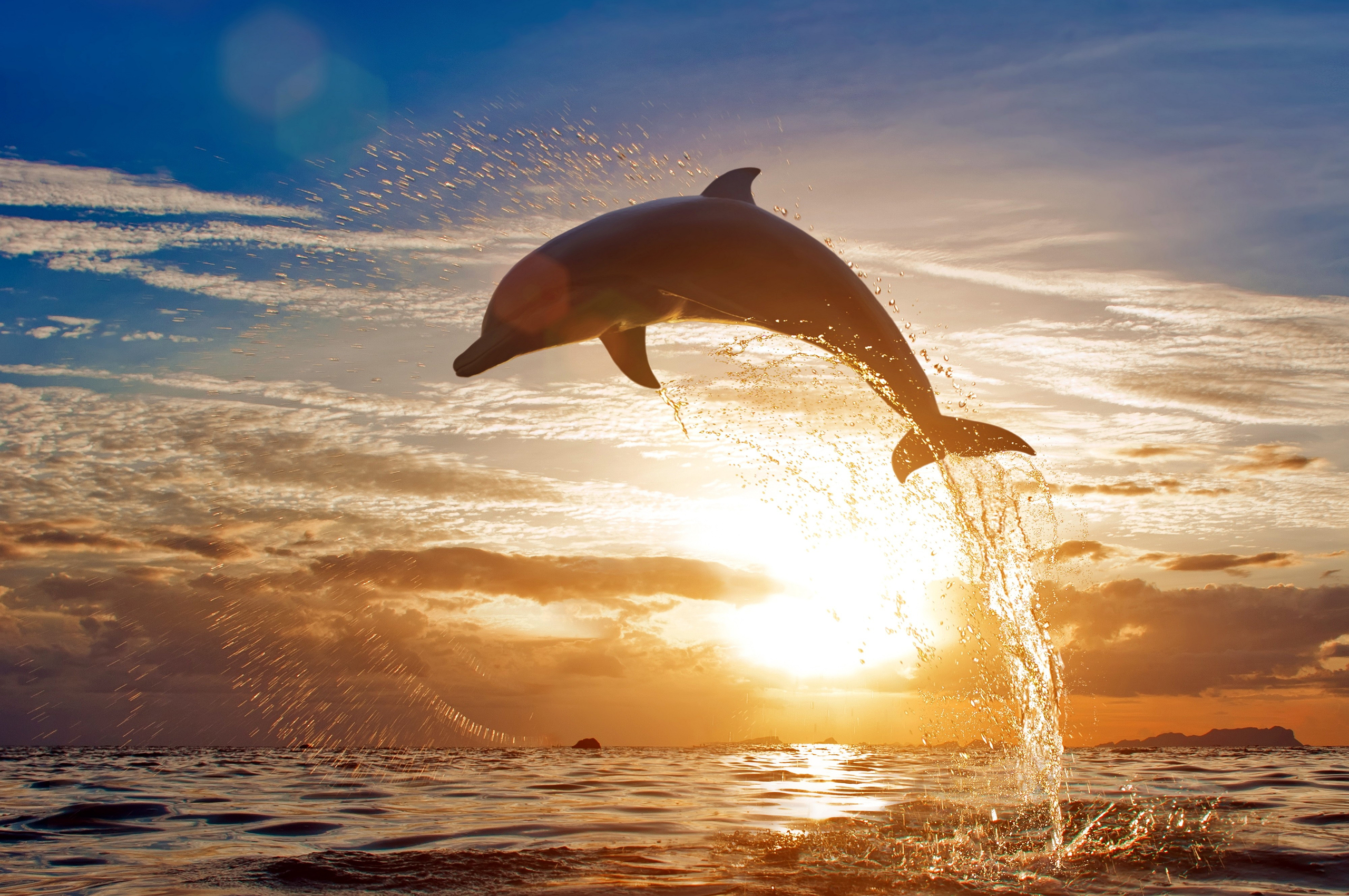 Jumping Dolphin Wallpapers