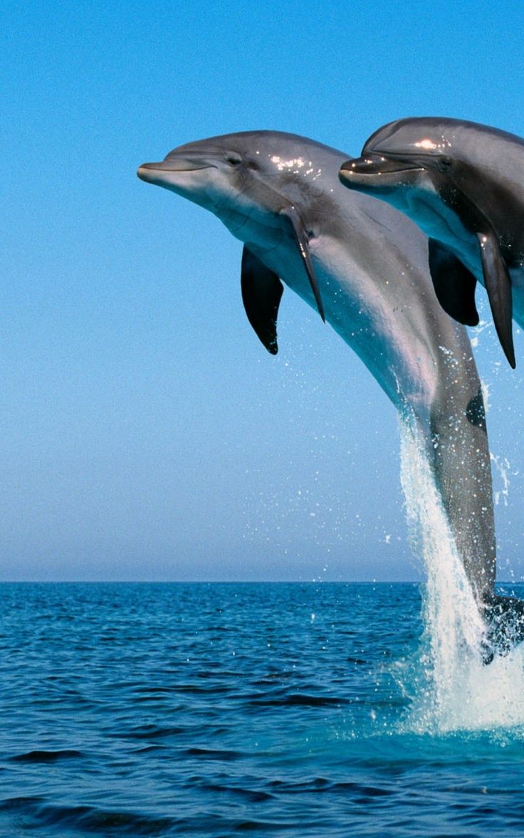 Jumping Dolphin Wallpapers