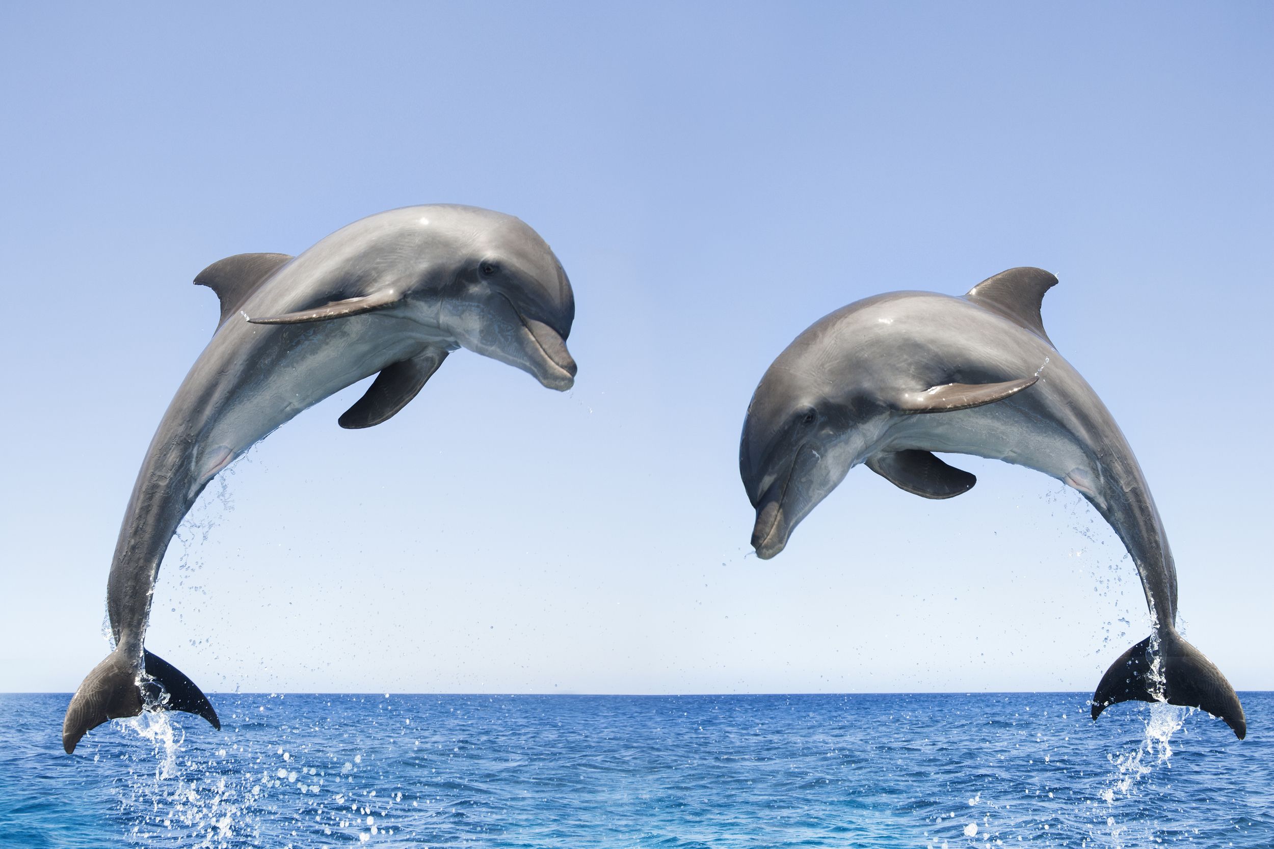 Jumping Dolphin Wallpapers