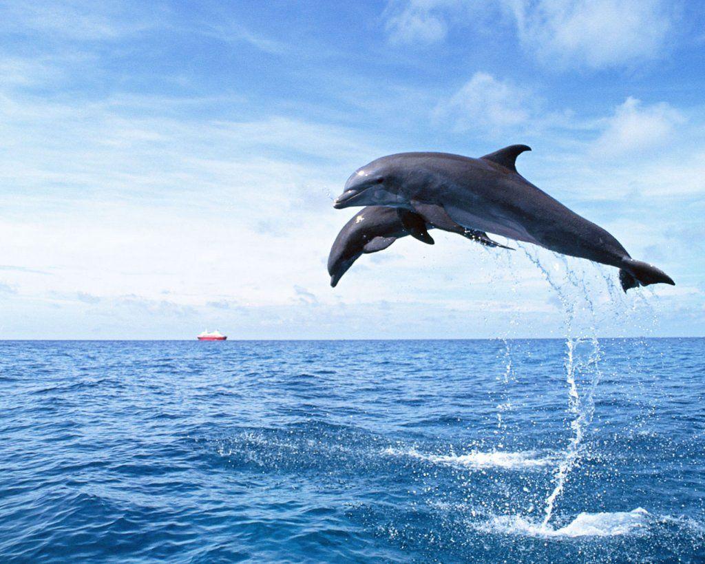 Jumping Dolphin Wallpapers