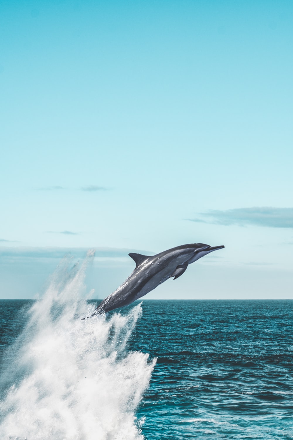 Jumping Dolphin Wallpapers