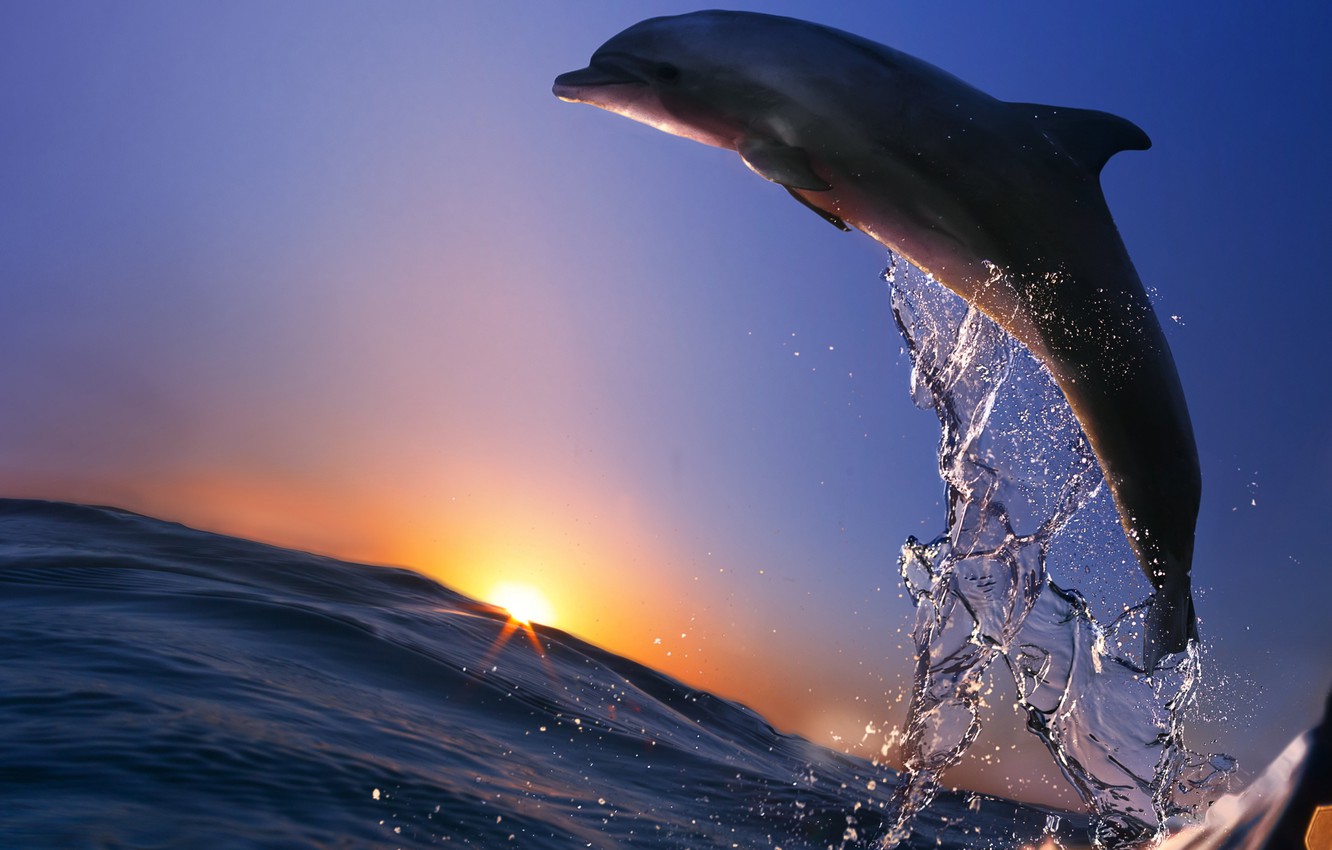 Jumping Dolphin Wallpapers