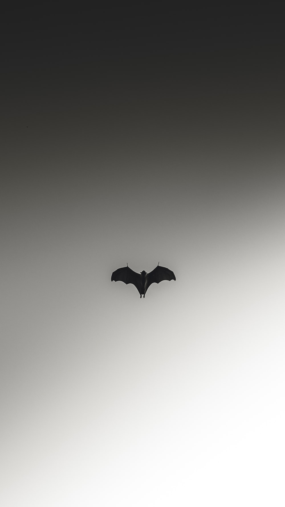 Kawaii Bat Wallpapers