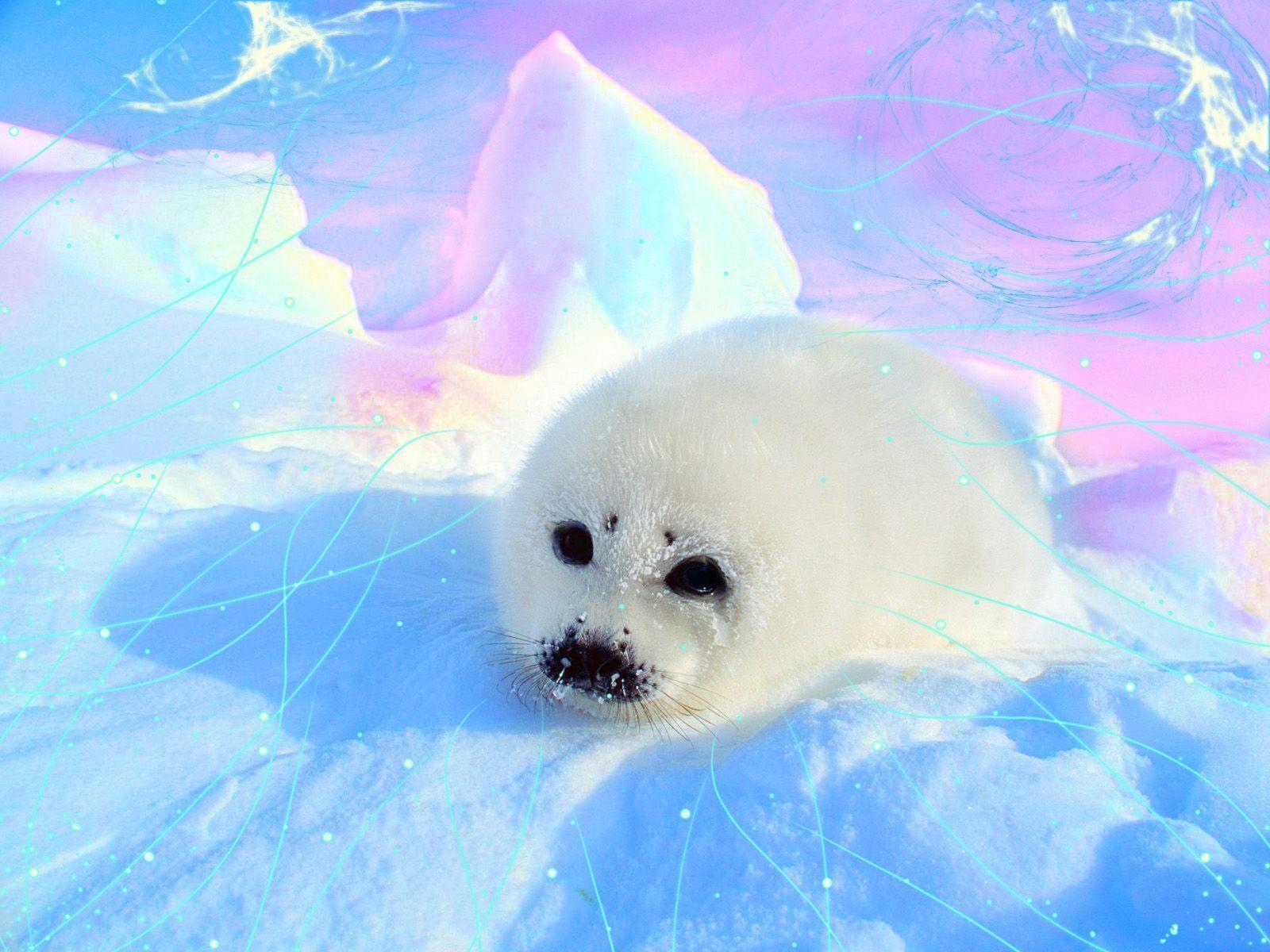 Kawaii Seal Wallpapers