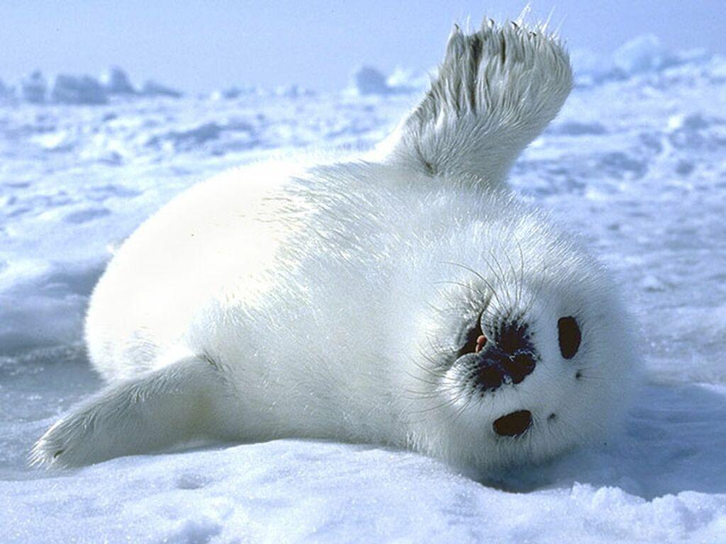 Kawaii Seal Wallpapers