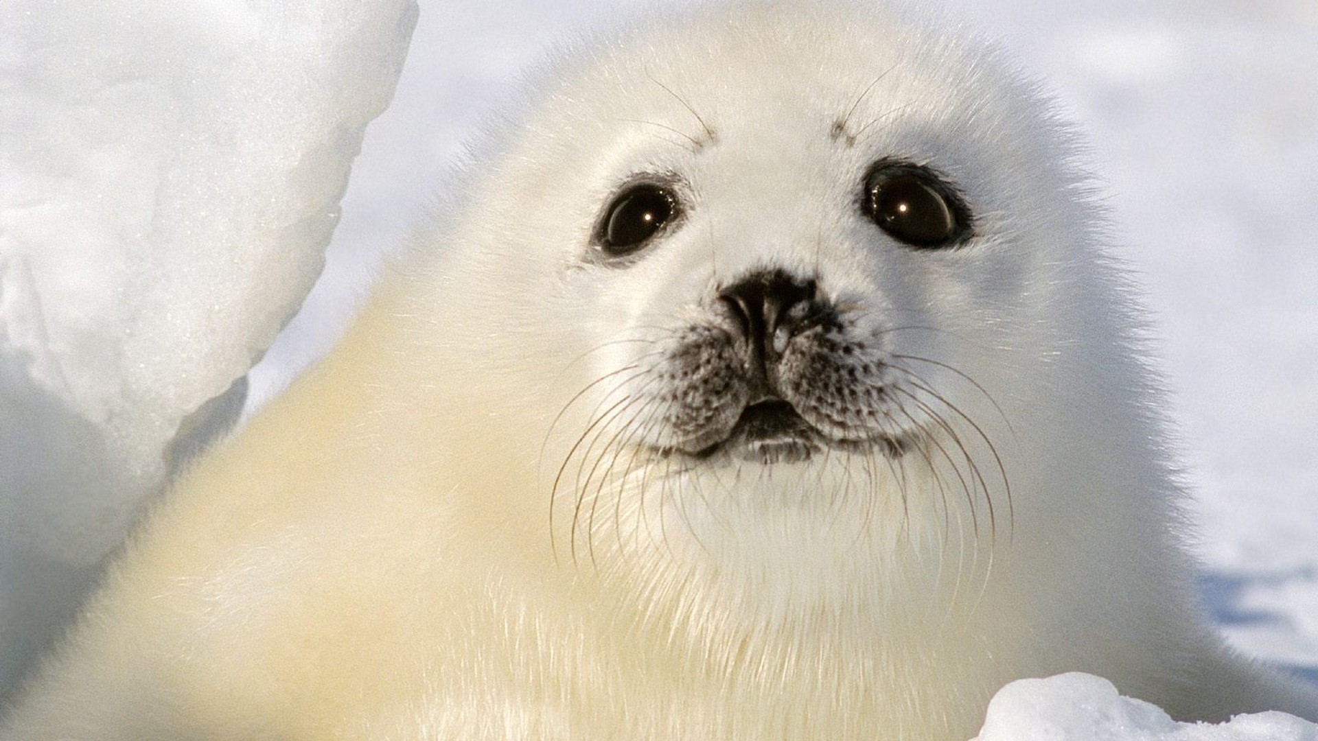 Kawaii Seal Wallpapers