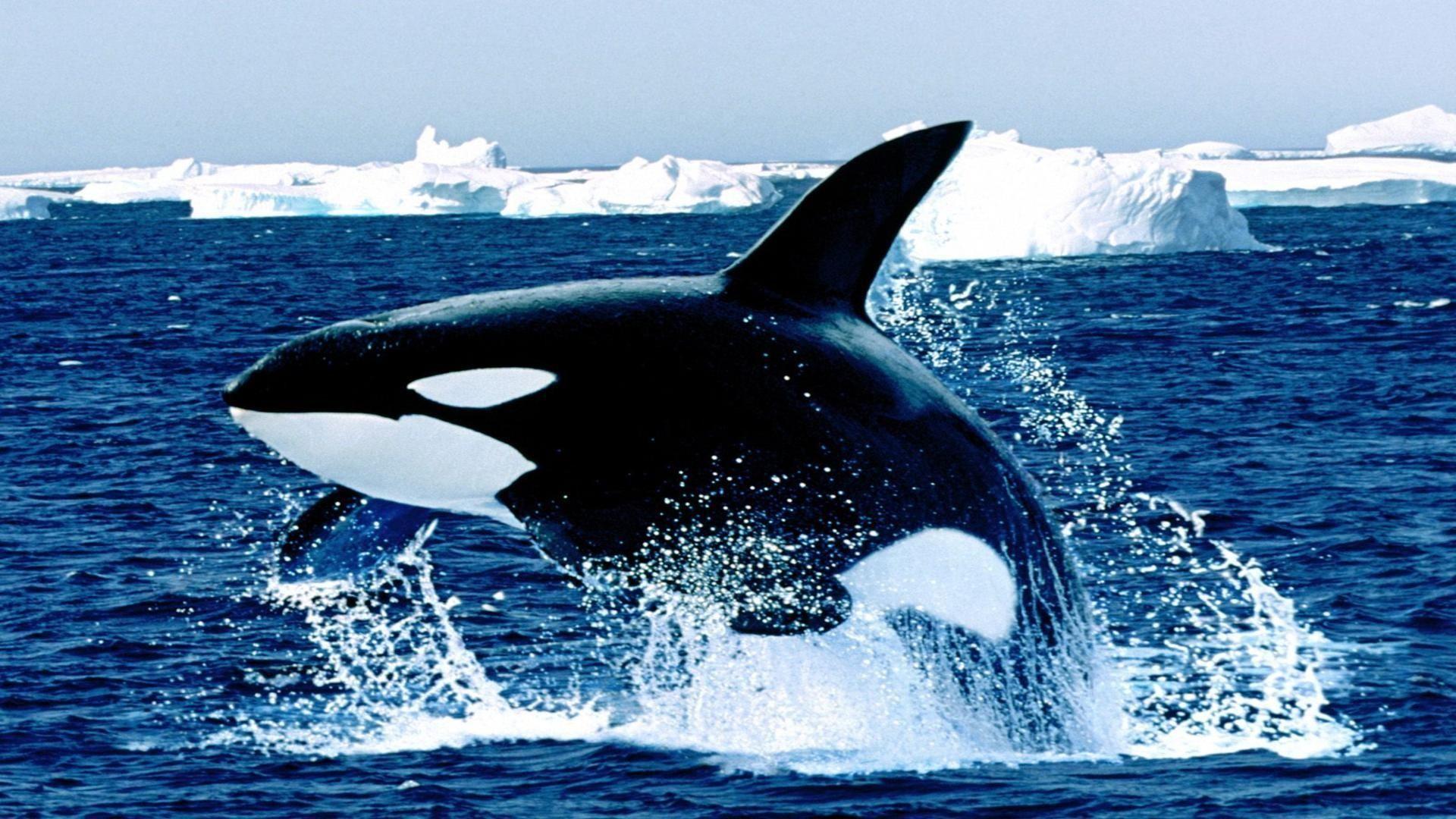 Killer Whale Wallpapers