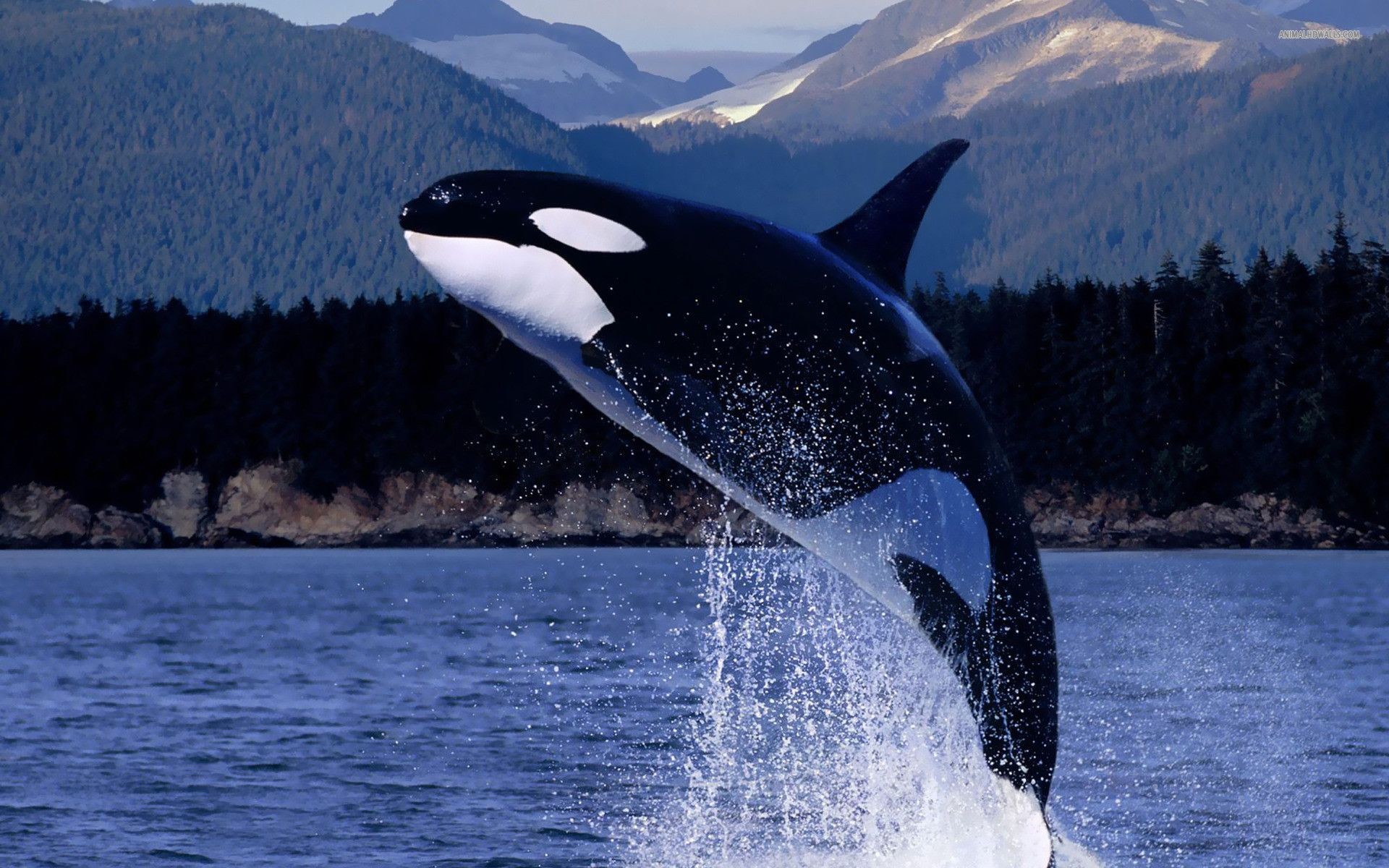 Killer Whale Wallpapers