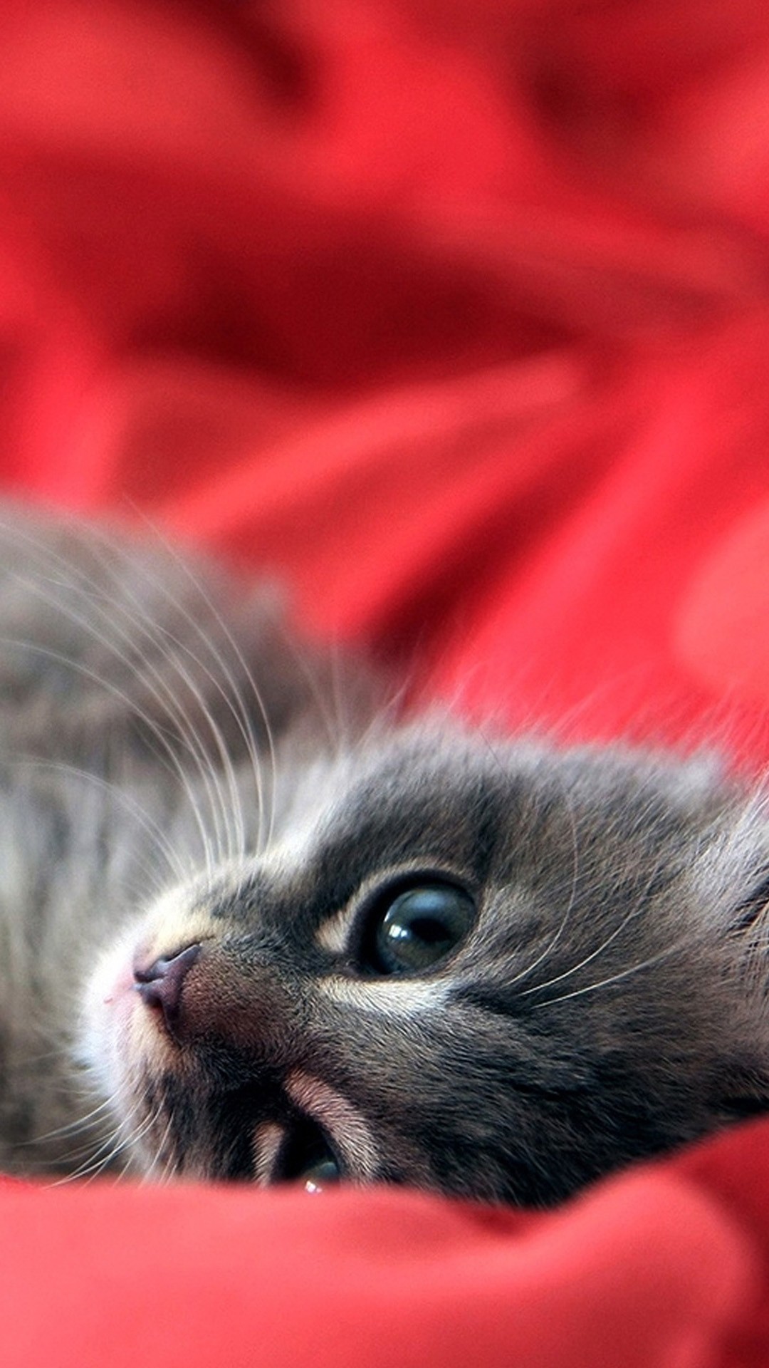 Kitten Iphone Wallpapers