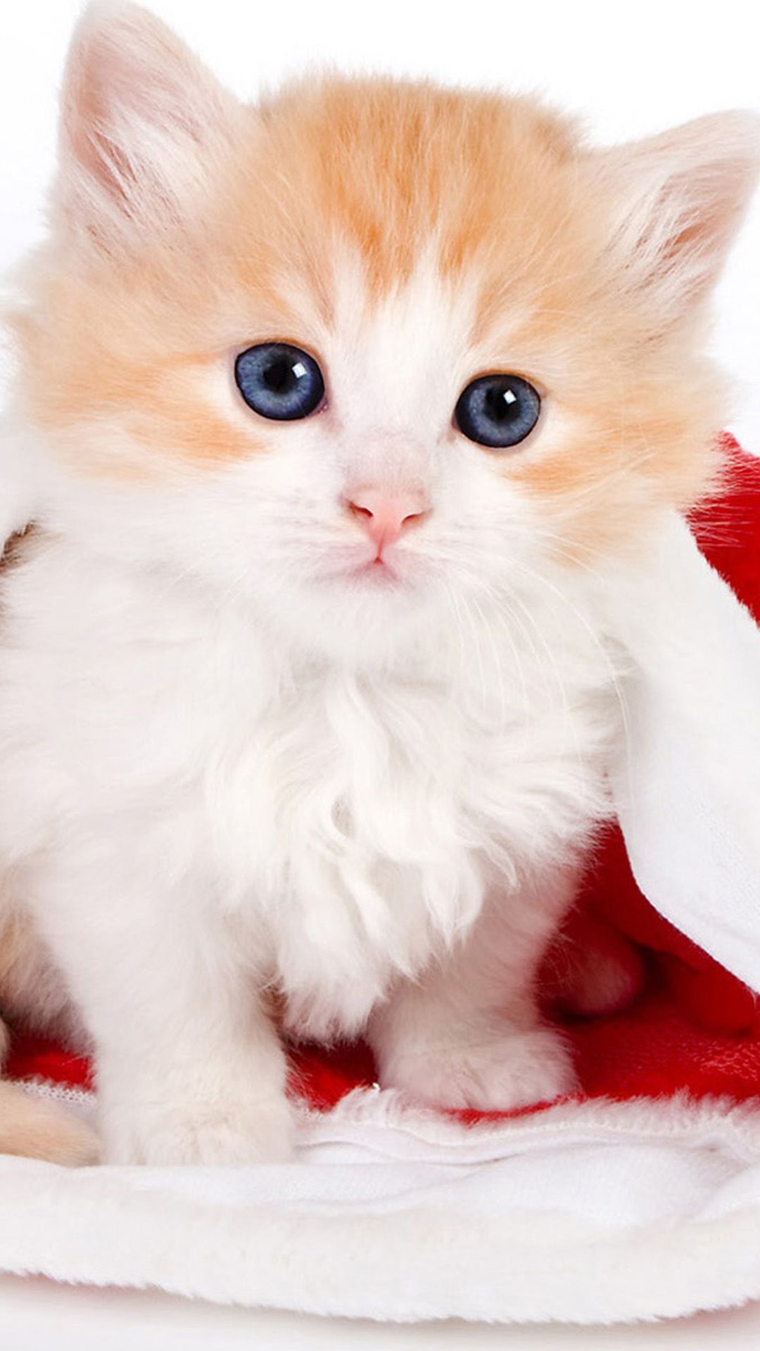 Kitten Iphone Wallpapers