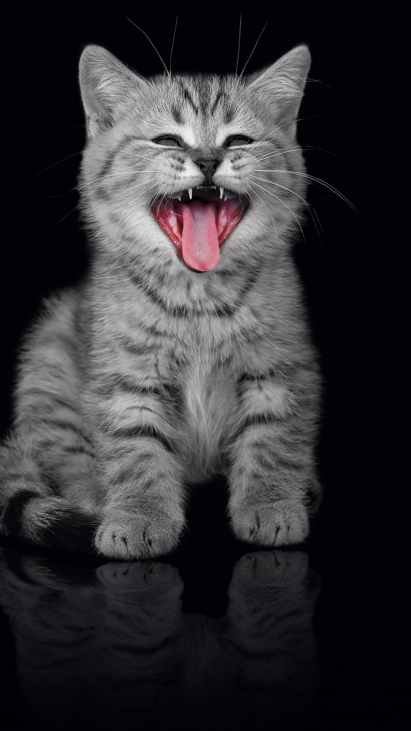 Kitten Iphone Wallpapers