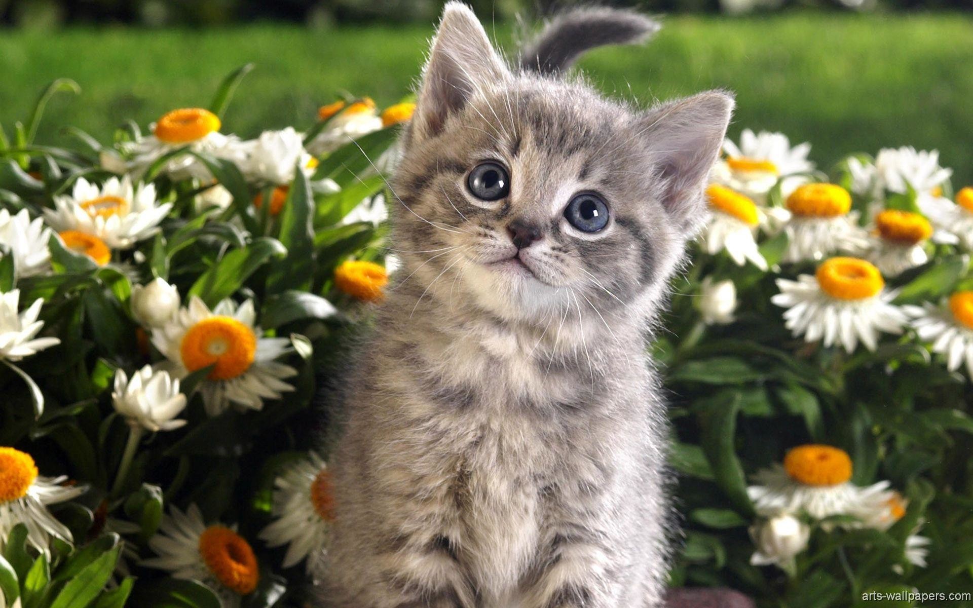 Kitten Wallpapers