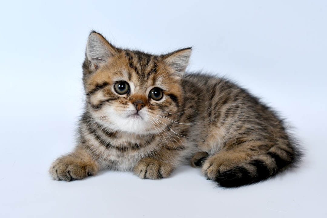 Kitten Wallpapers