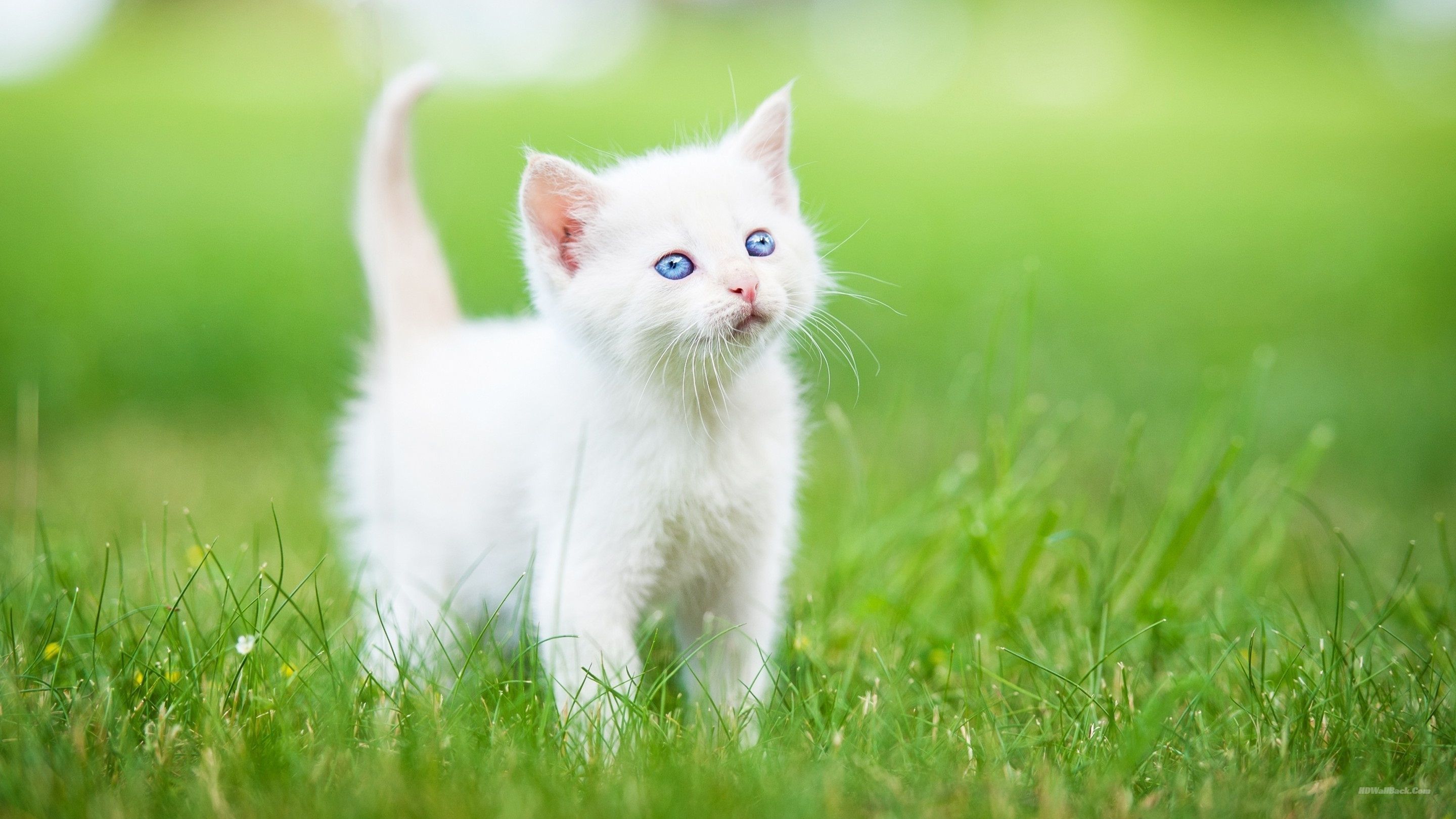 Kitten Wallpapers