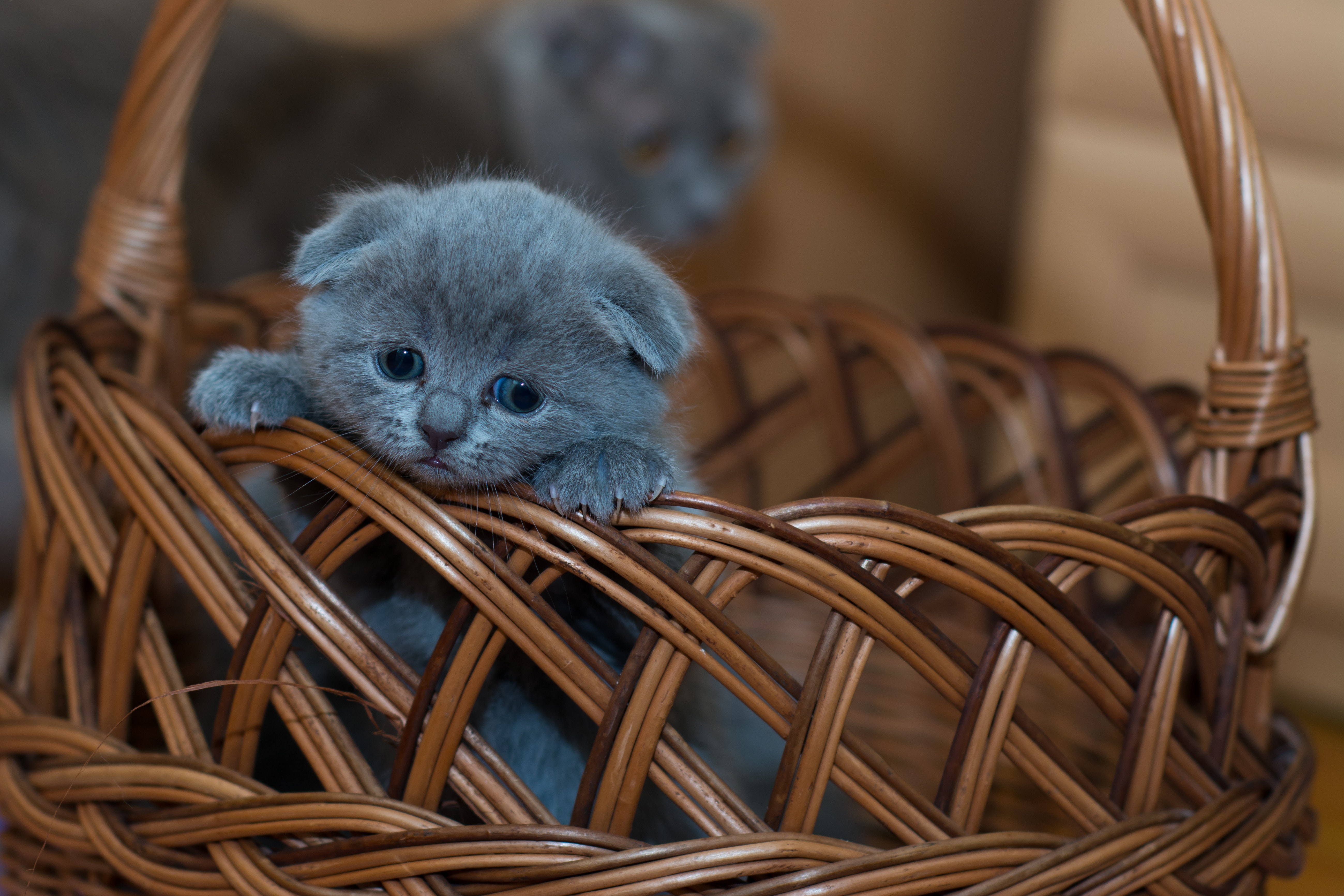 Kitten Wallpapers