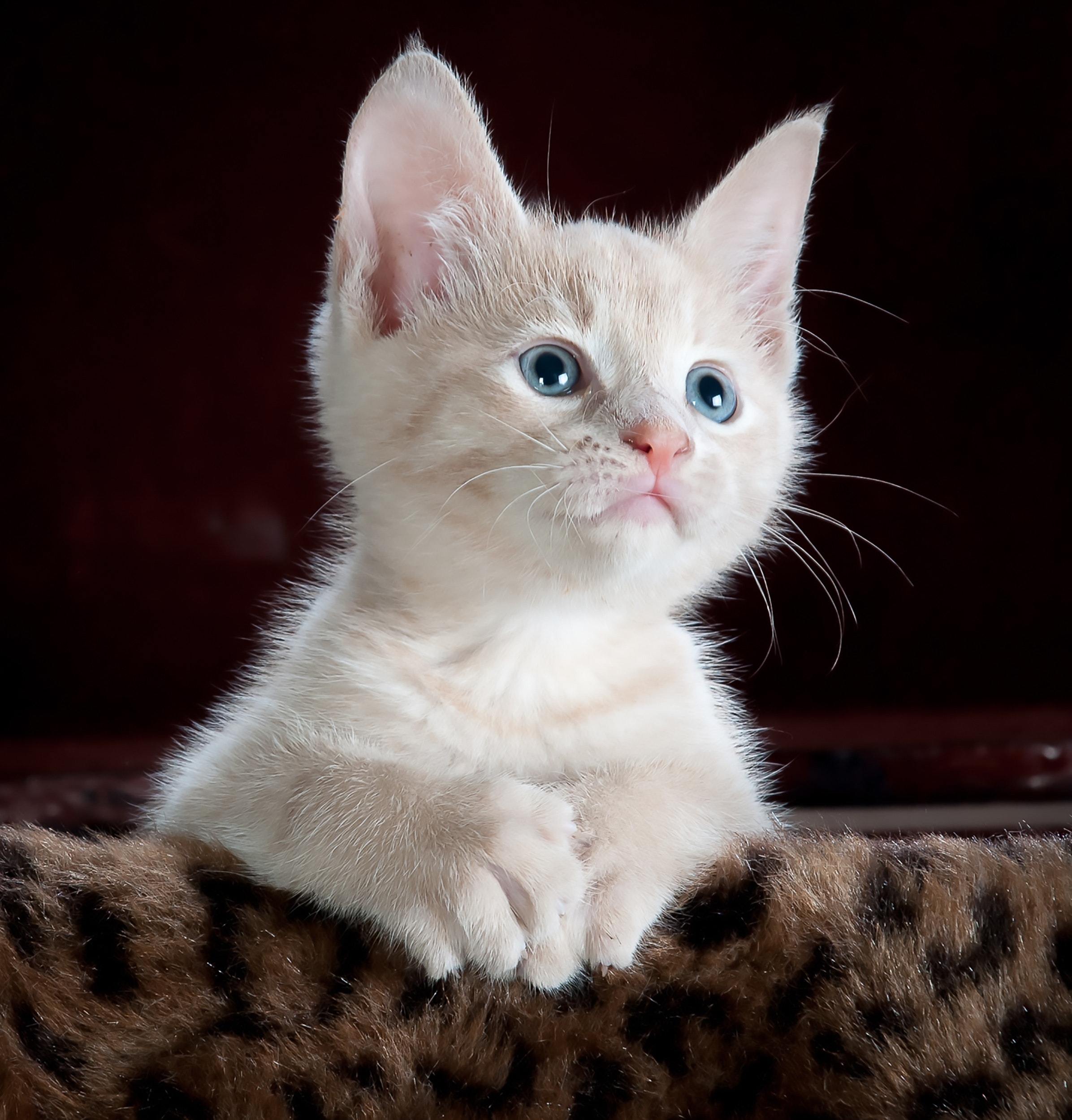 Kitten Wallpapers