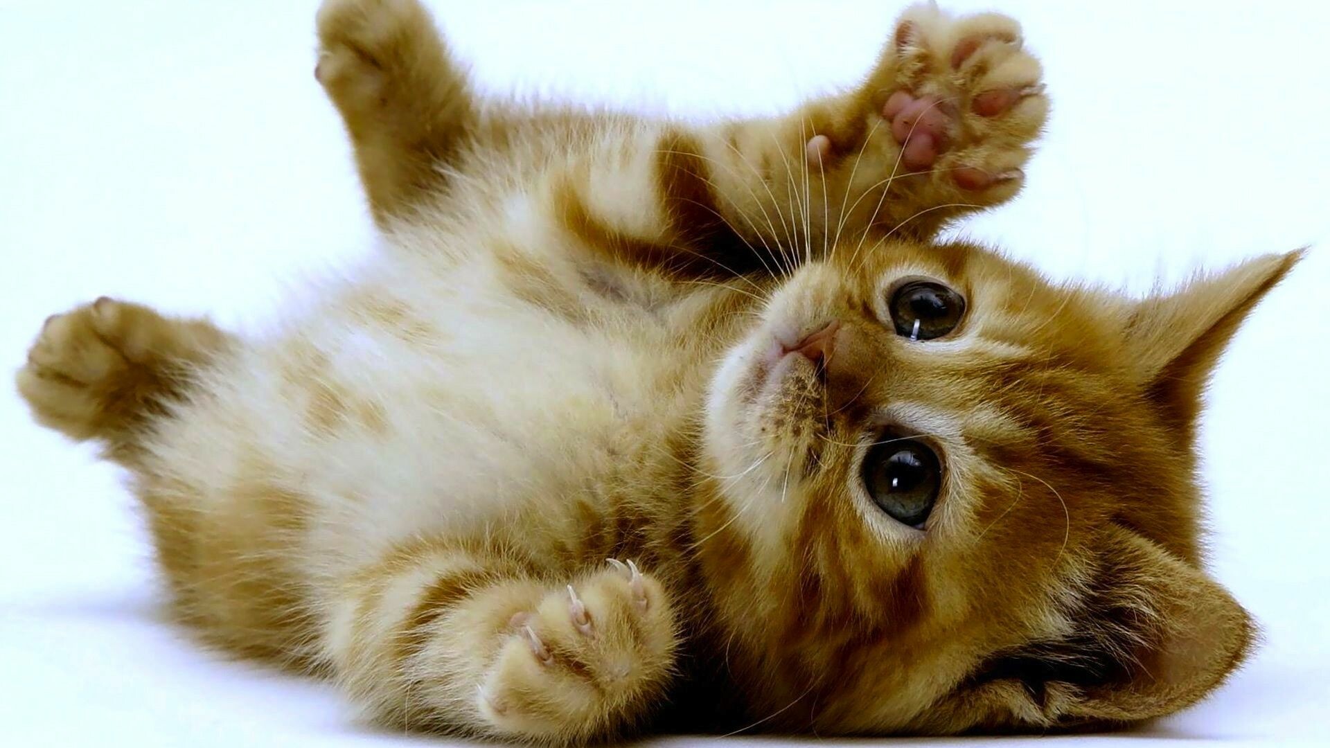 Kitten Wallpapers