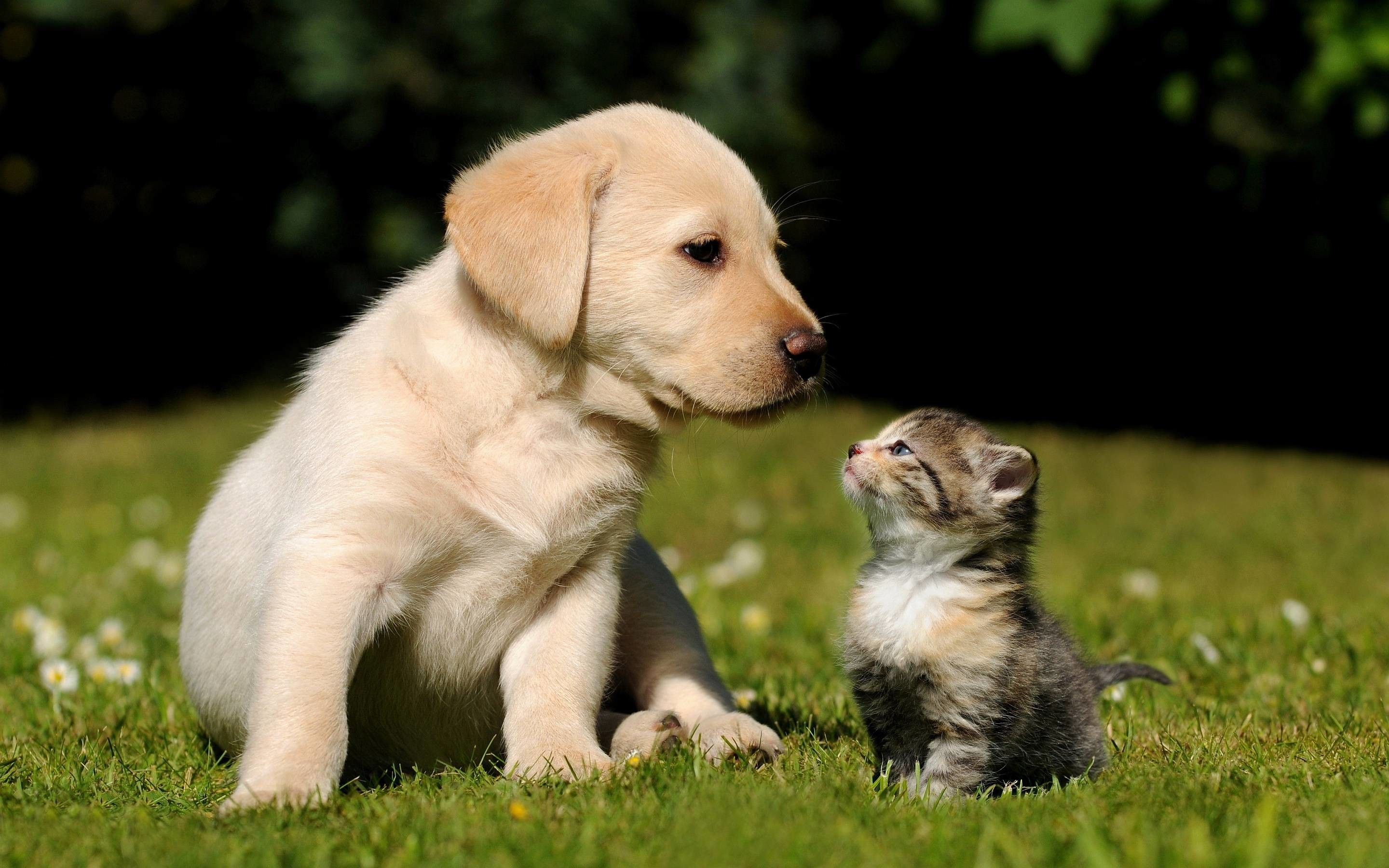 Kittens And Puppies Wallpapers