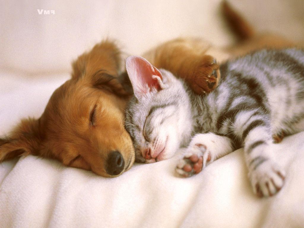 Kittens And Puppies Wallpapers