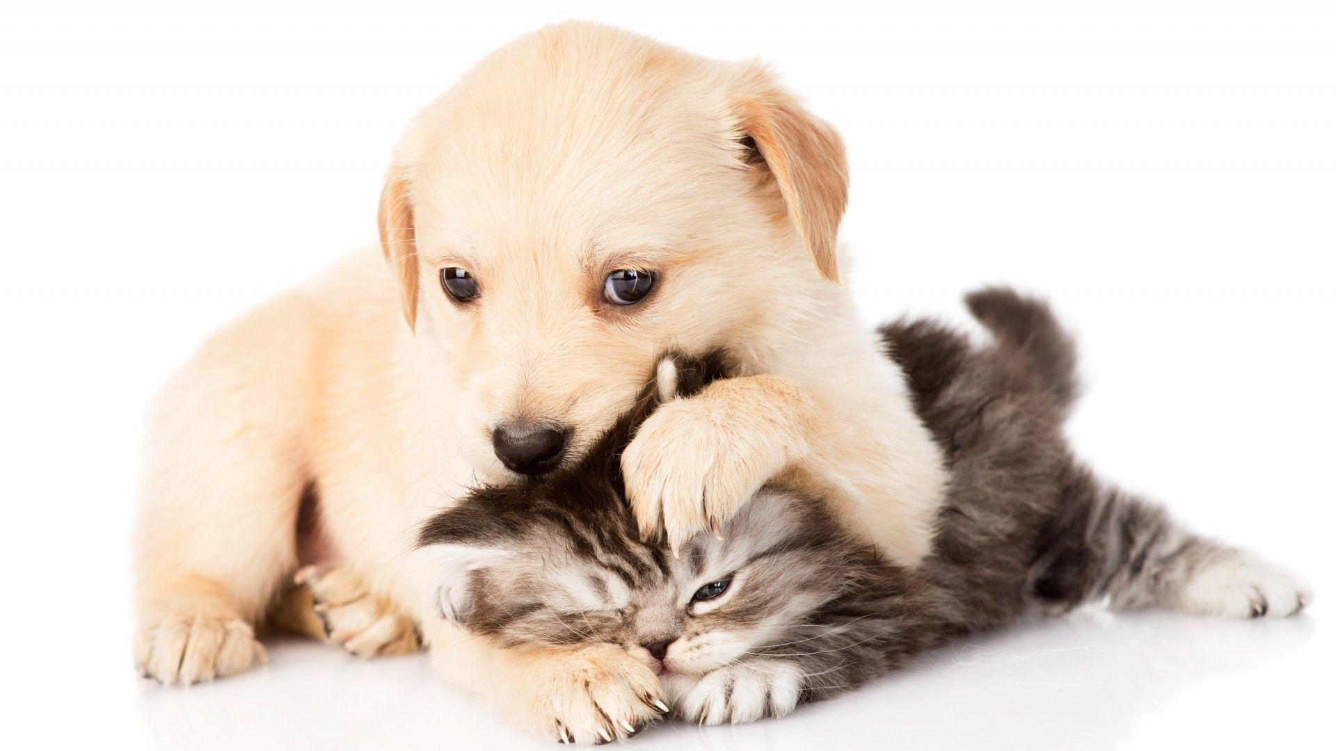 Kittens And Puppies Wallpapers