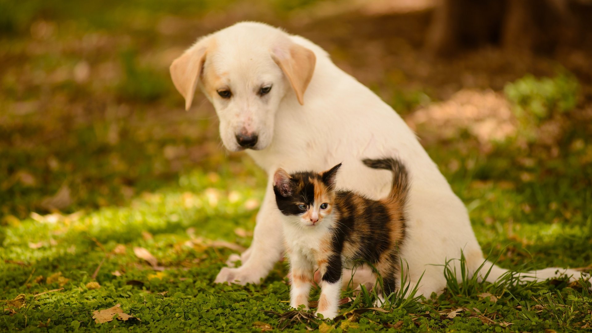 Kittens And Puppies Wallpapers