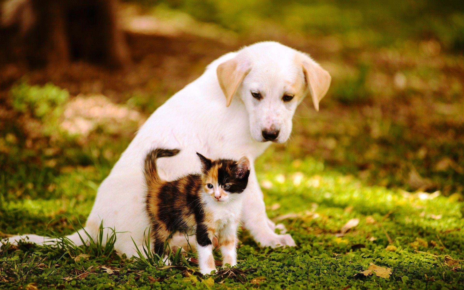 Kittens And Puppies Wallpapers