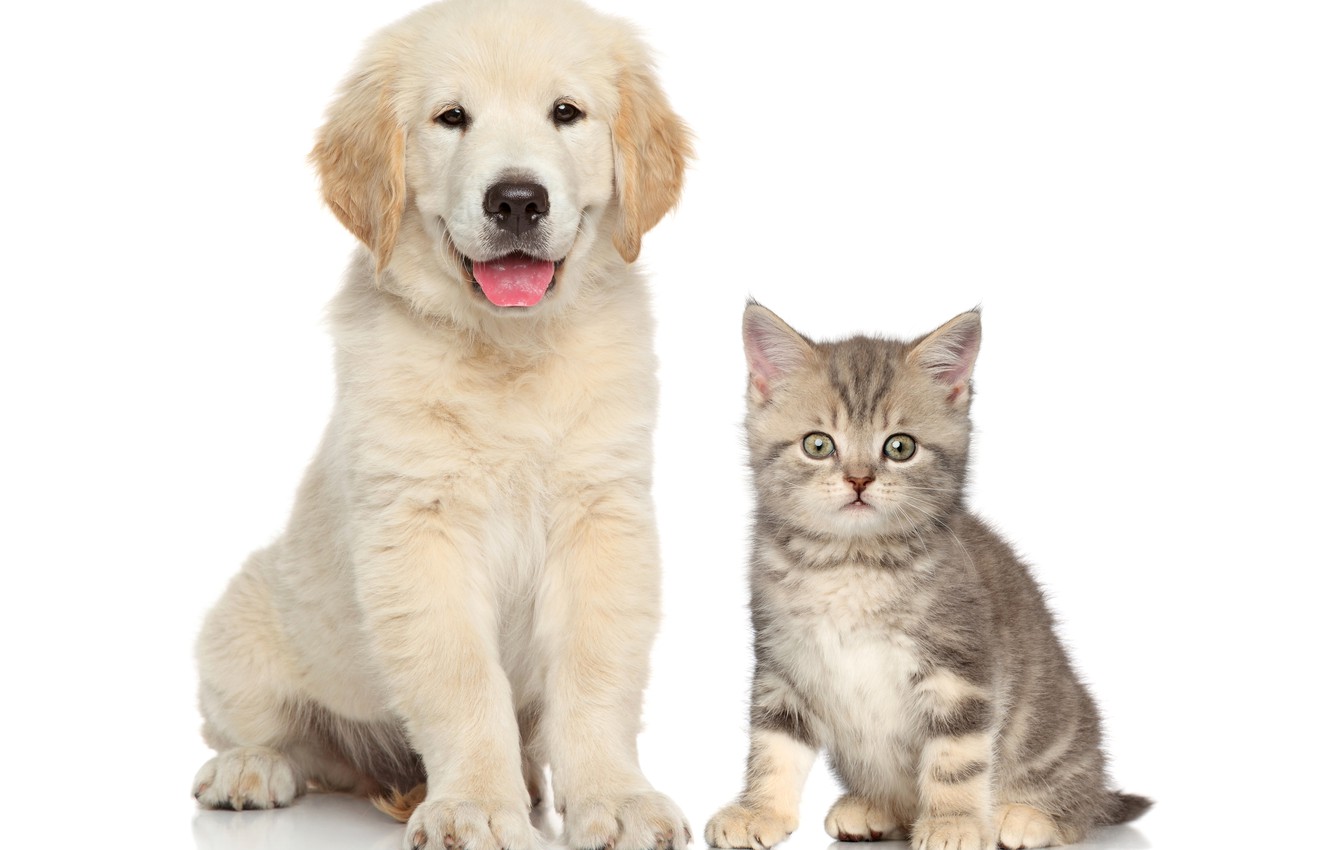 Kittens And Puppies Wallpapers