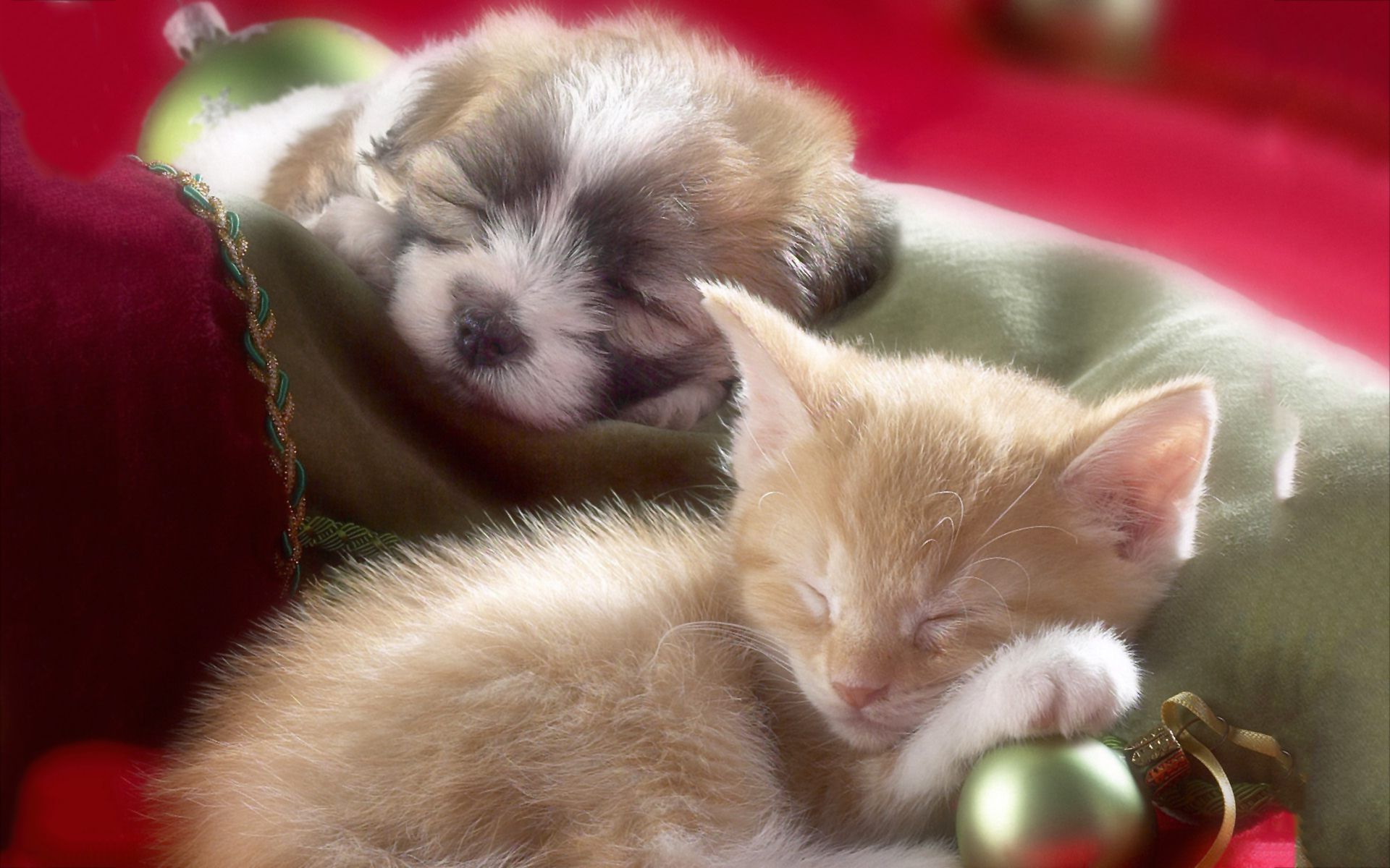 Kittens And Puppies Wallpapers