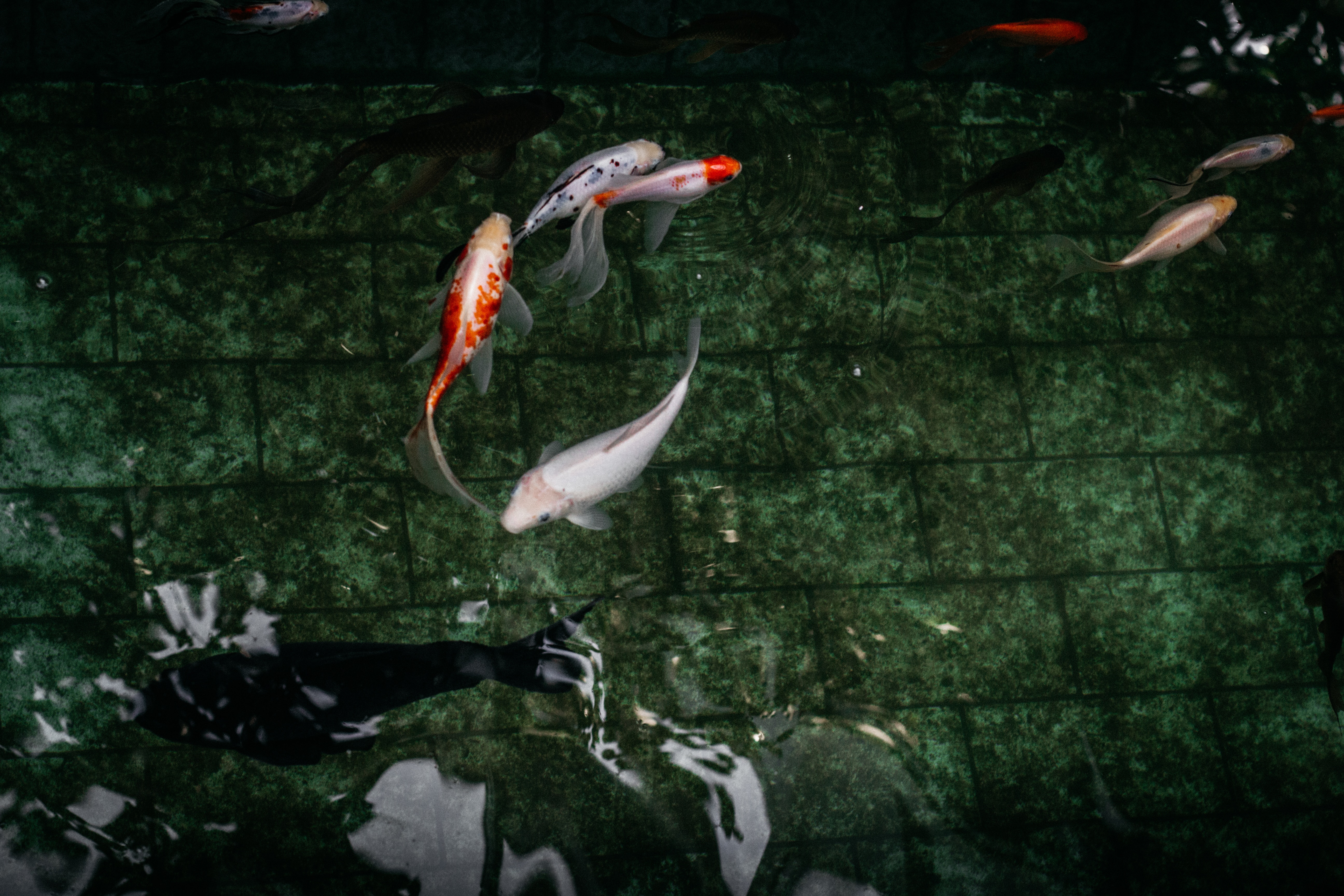Koi Fish 4K Wallpapers