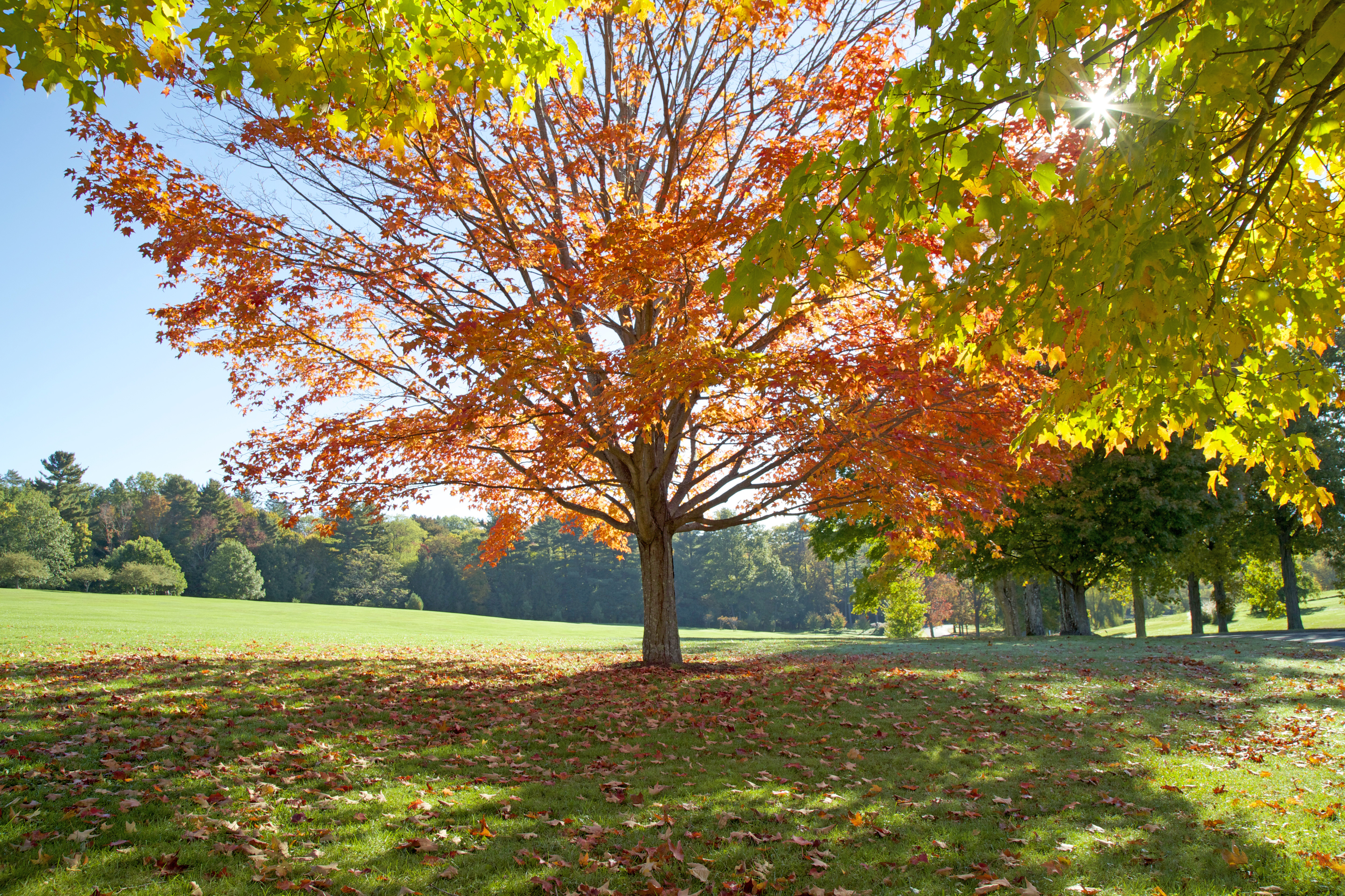 Kripalu Desktop Wallpapers