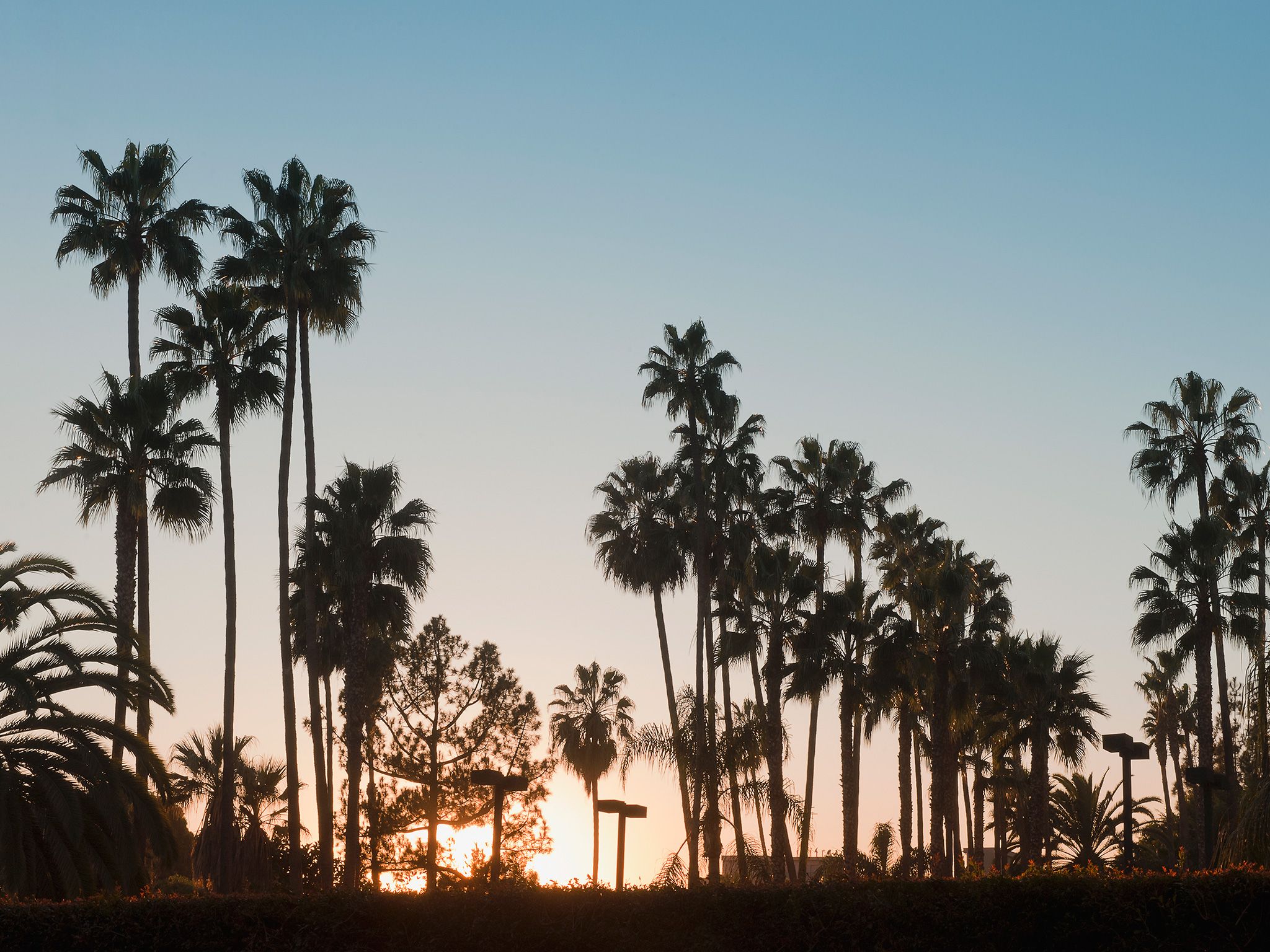 La Palm Trees Wallpapers