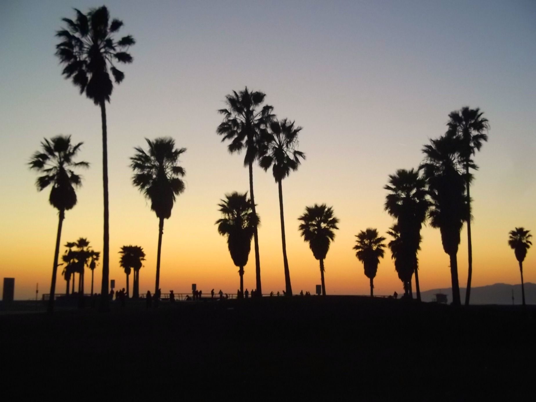 La Palm Trees Wallpapers