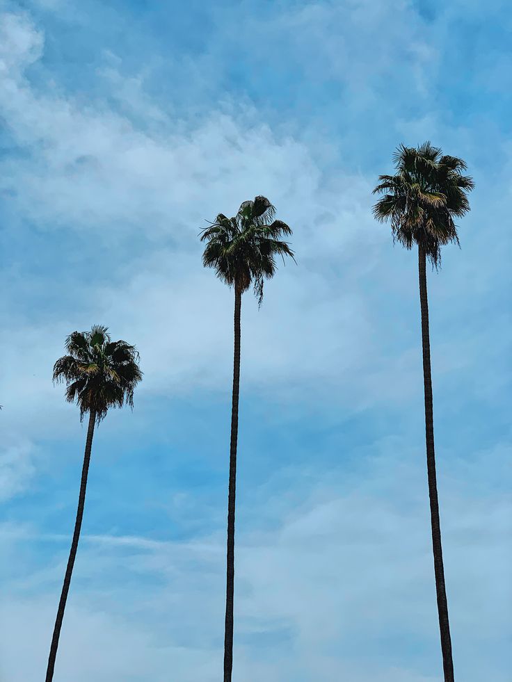 La Palm Trees Wallpapers