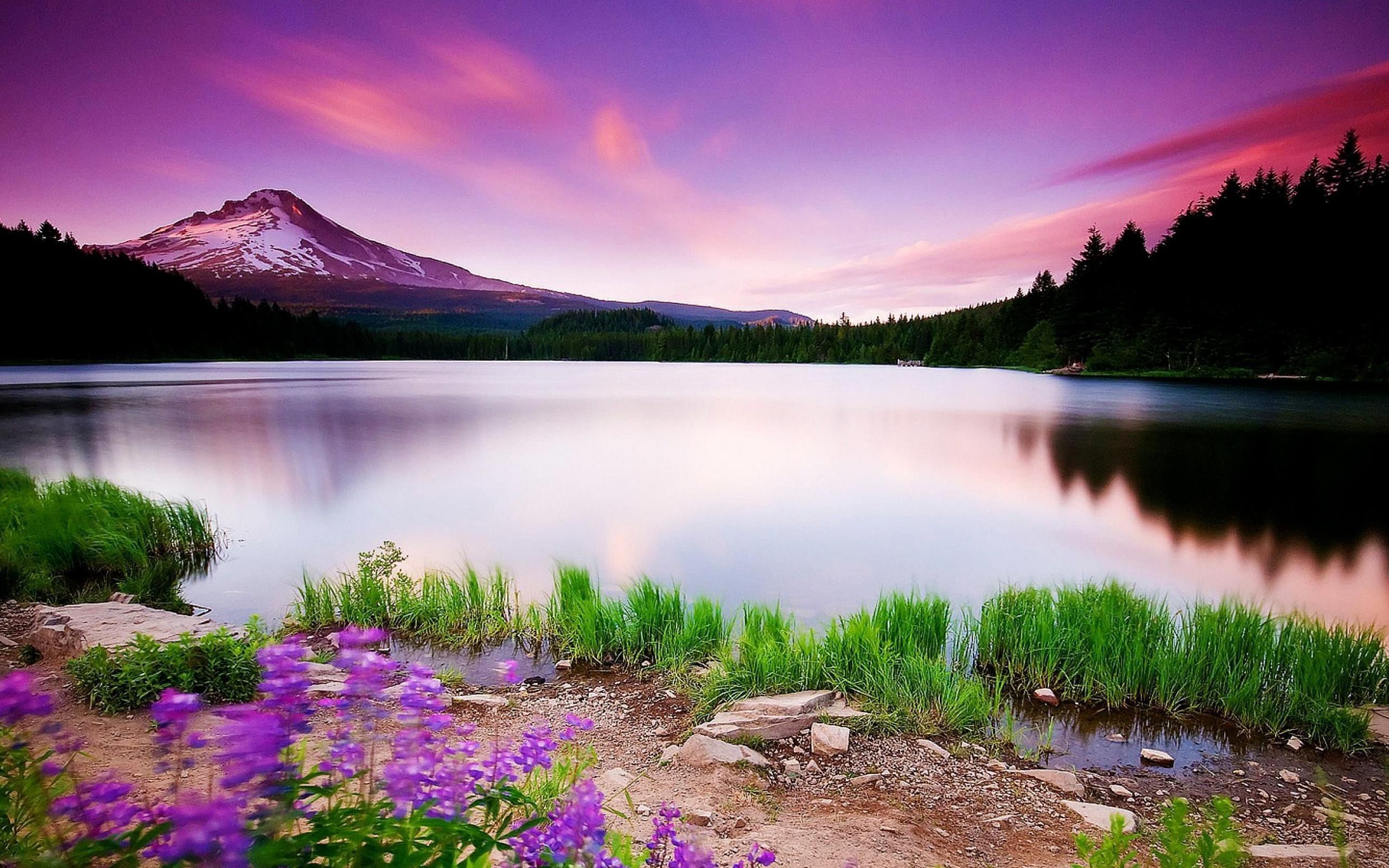 Lake Flower Wallpapers