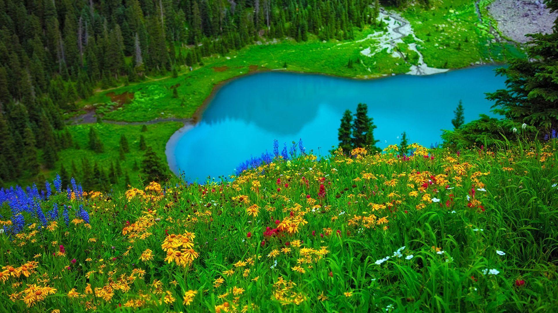 Lake Flower Wallpapers