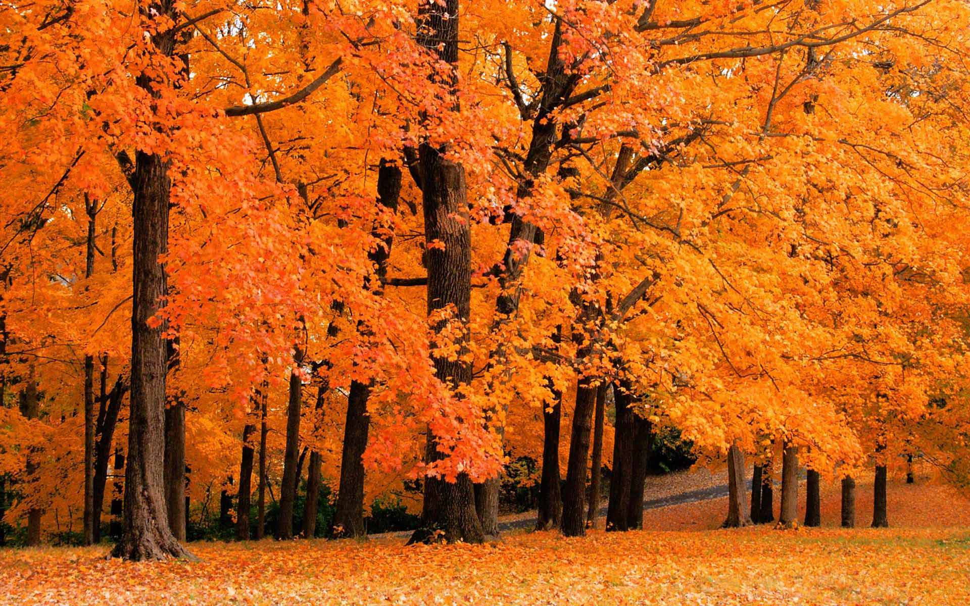 Large Fall Picture Wallpapers