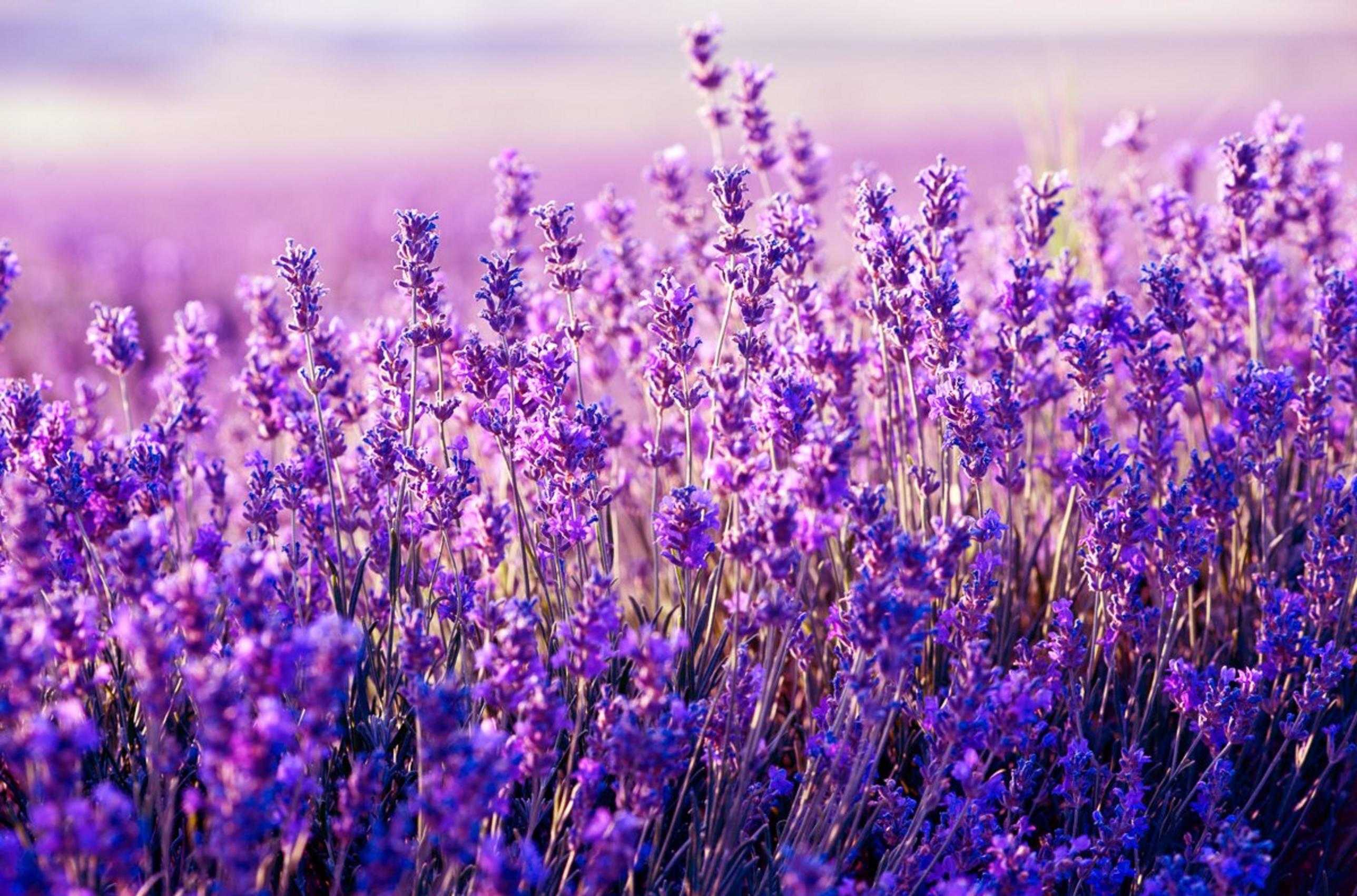 Lavender Colour Wallpapers