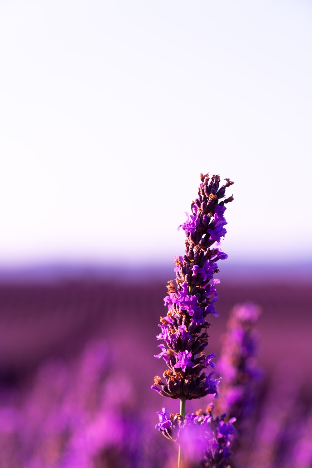 Lavender Flower Wallpapers